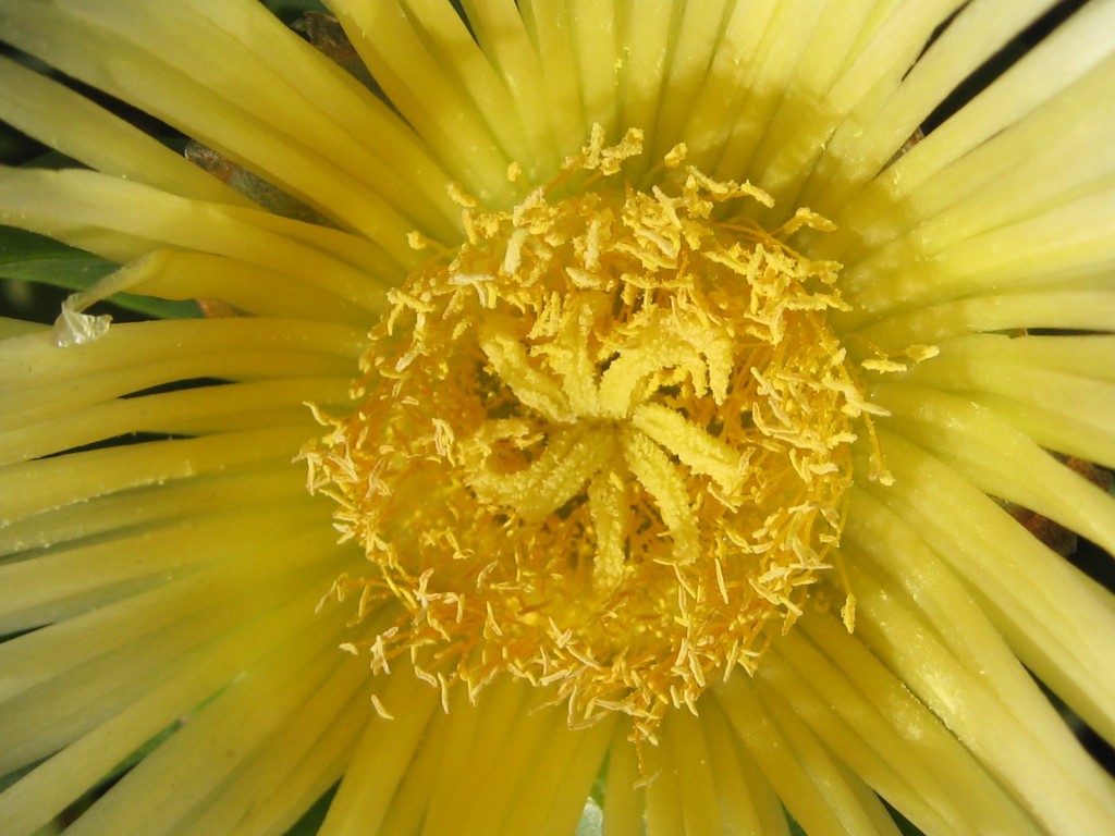 We took many hikes into the surrounding hills and along the Central Coasts. Because of the wonderfully warm and sunny weather, the flowers are starting to burst into bloom.  Hottentot Fig, more commonly known as Ice Plant, Carpobrotus edulis, Ice Plant family.  Photo by Ruth Frey