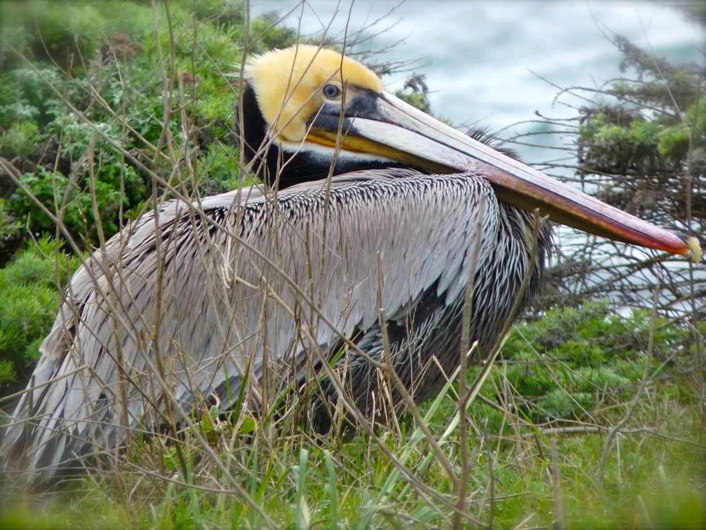 California Brown Pelican