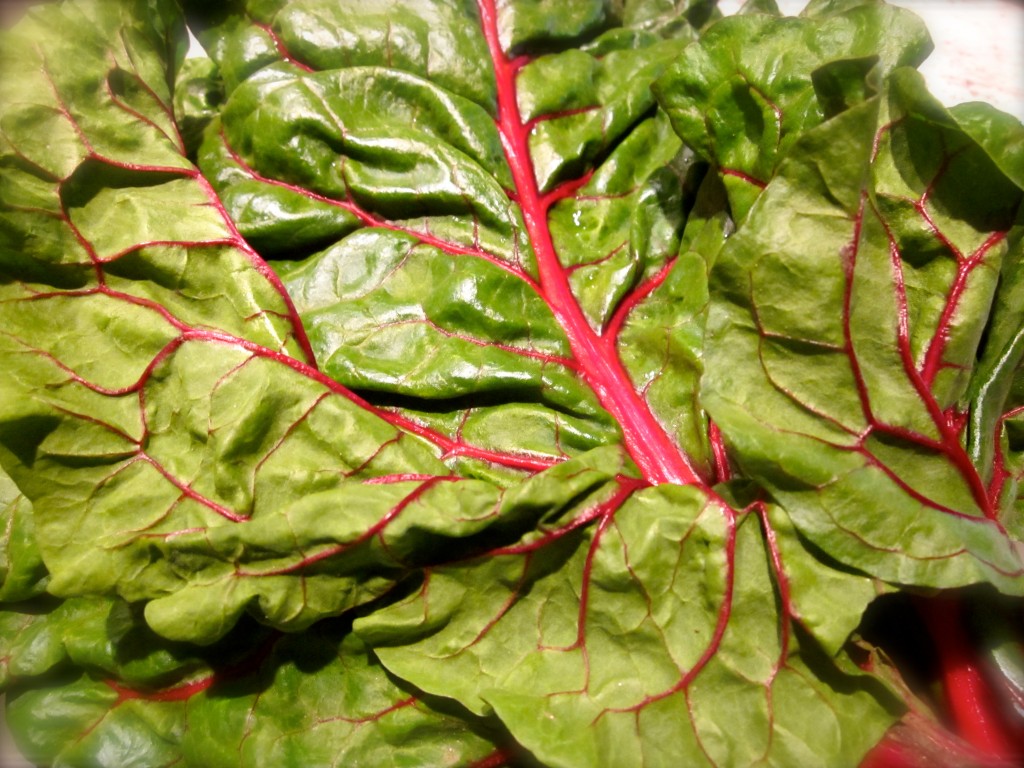 Big-leafed Red Swiss Chard