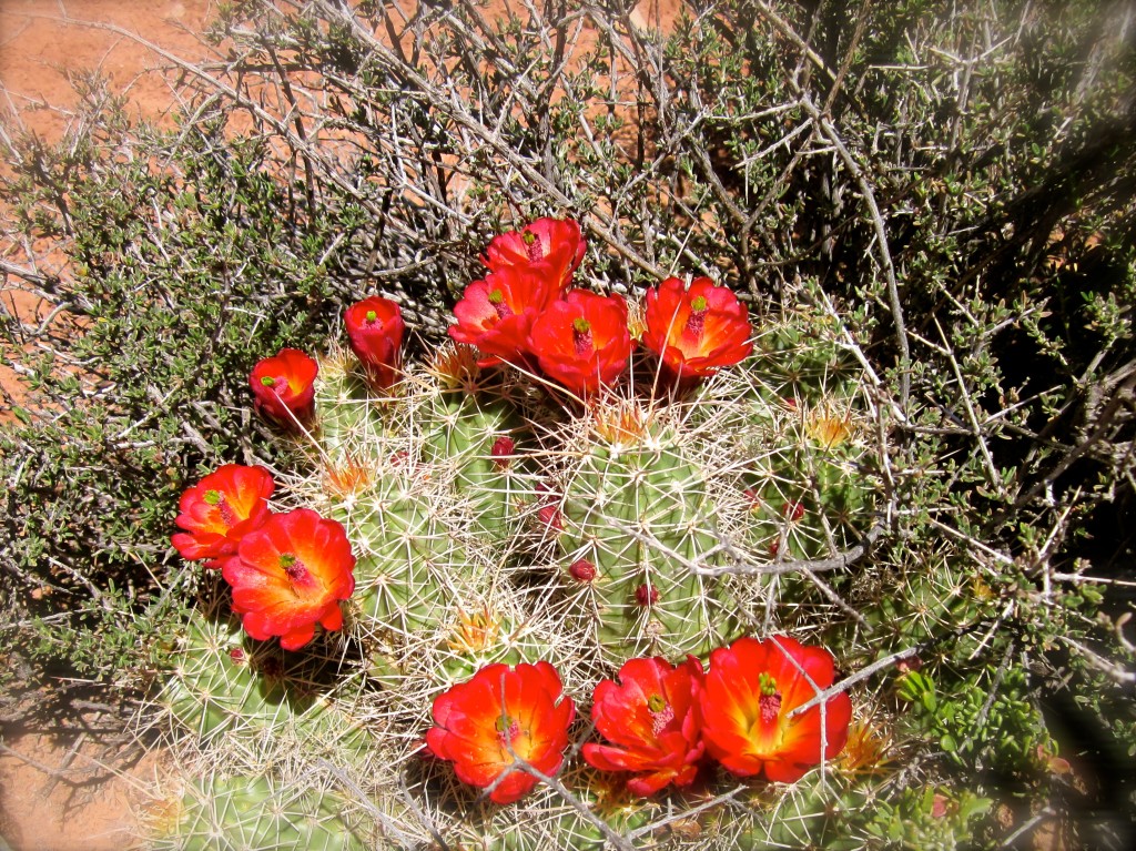 Claret-cup Hedgehog Cactus. This cactus is  pollinated by hummingbirds.