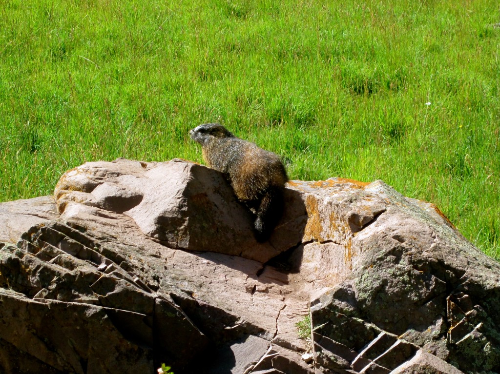 Usually the Yellow-bellied Marmots, who love to lie on the boulders to catch the rays, are the star wildlife attractions. This year they've been trumped by two pair of Mama and Baby Moose who are eye-candy for the soul.