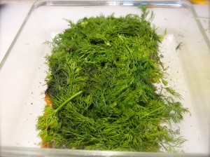 Cover with dill.