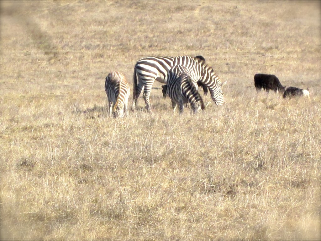 On my first day in Cambria I spotted a herd of the normally elusive zebras, a remaining bloodline from William Randolph Hearst's zoo, grazing in the pastures along Highway 1 near his castle at San Simeon. A good omen, for sure.