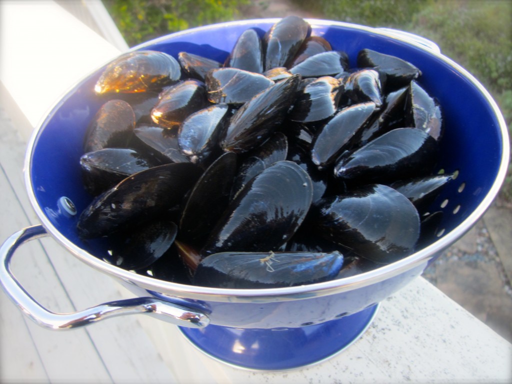 Two pounds of mussels, scrubbed, debearded and ready to steam.