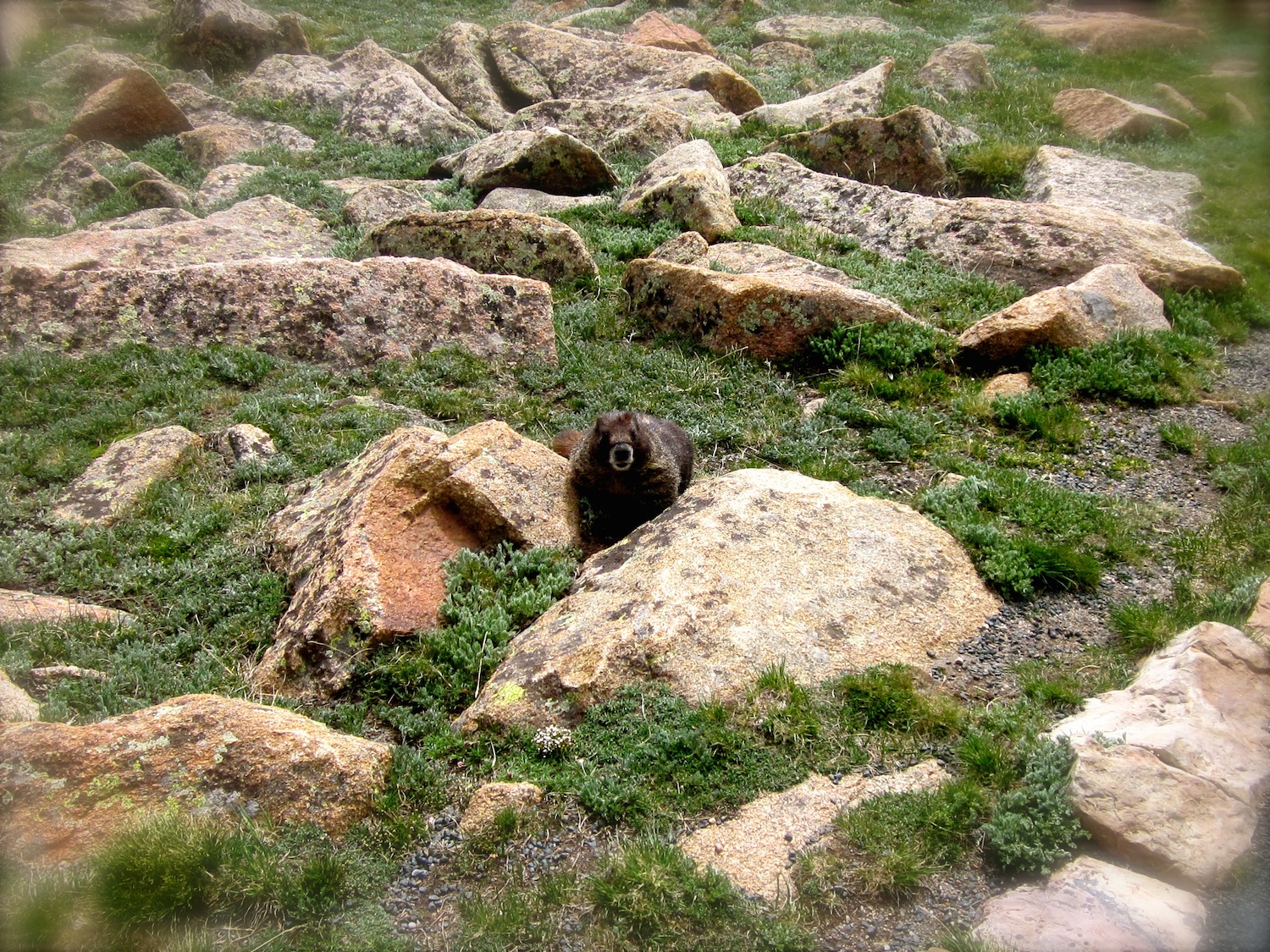 Meet Mr. Yellow-bellied Marmot who enjoys the tundra more than I do. 
