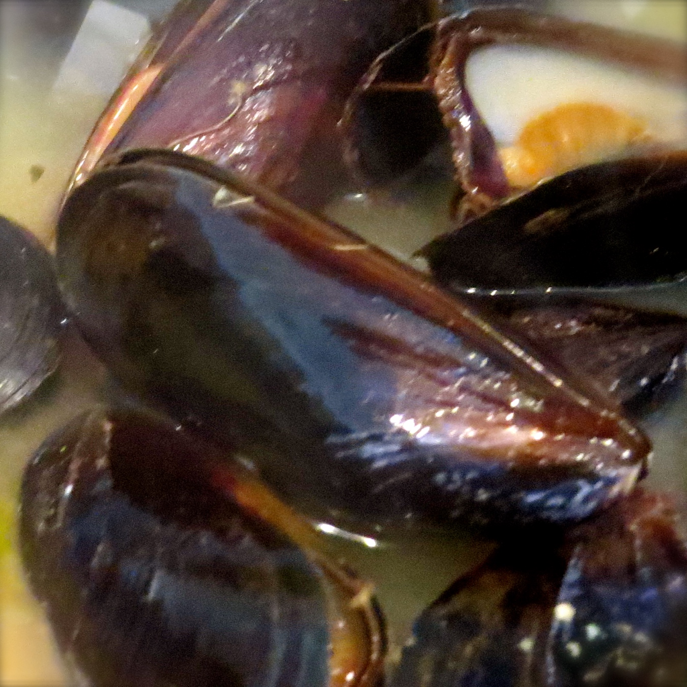 The mussels are put into the fish mixture at the last 2-4 minutes. Discard any closed mussels before serving.