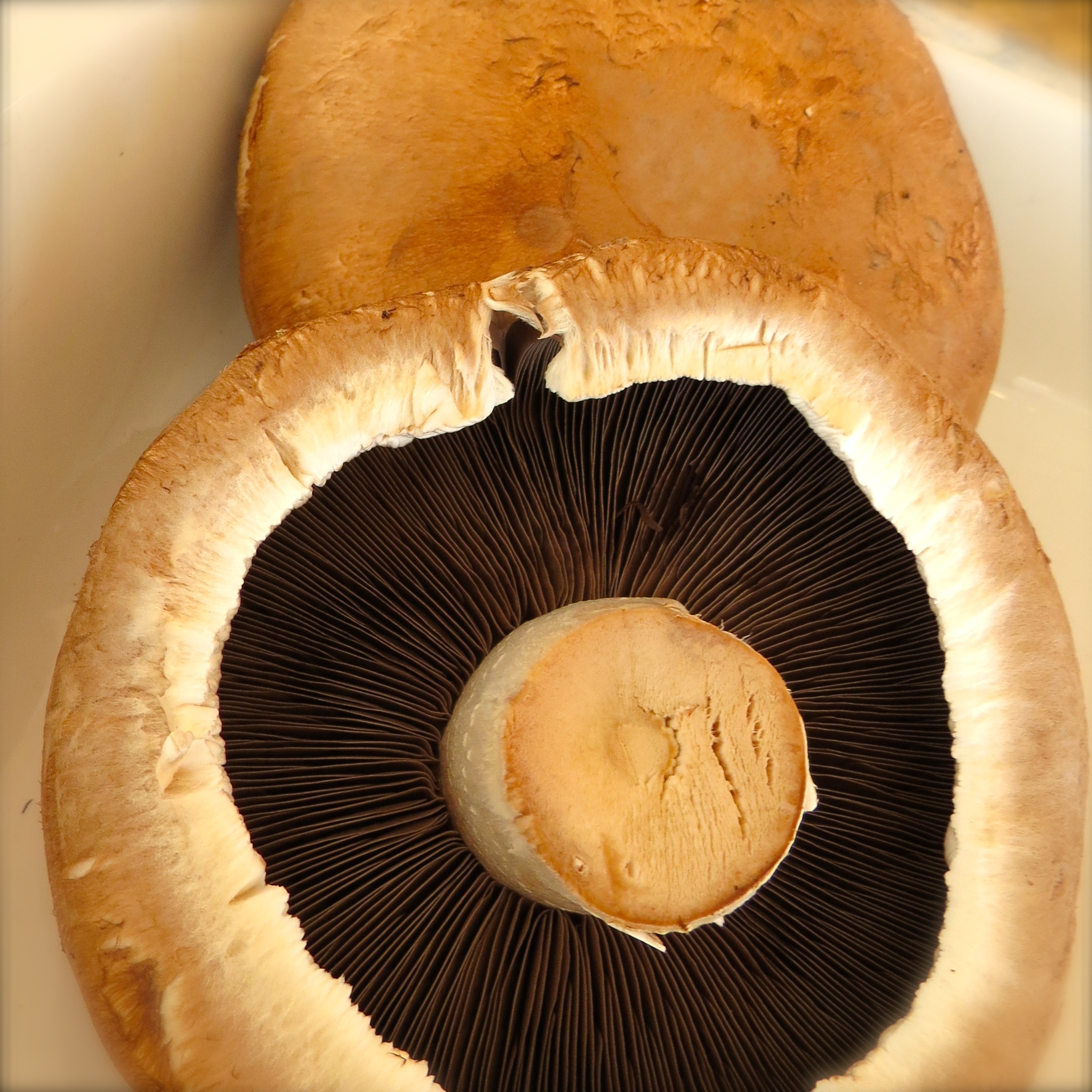 Portobellos, my fungi choice for Big Baked Mushrooms