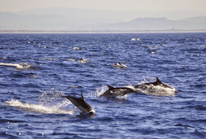 We watched hundreds  of dolphins swimming in the Santa Barbara Channel. Susan Lester Photo 
