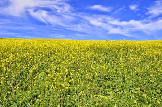 Wild mustard was in full bloom and gorgeously displayed on the island's interior hills. Susan Lester Photo