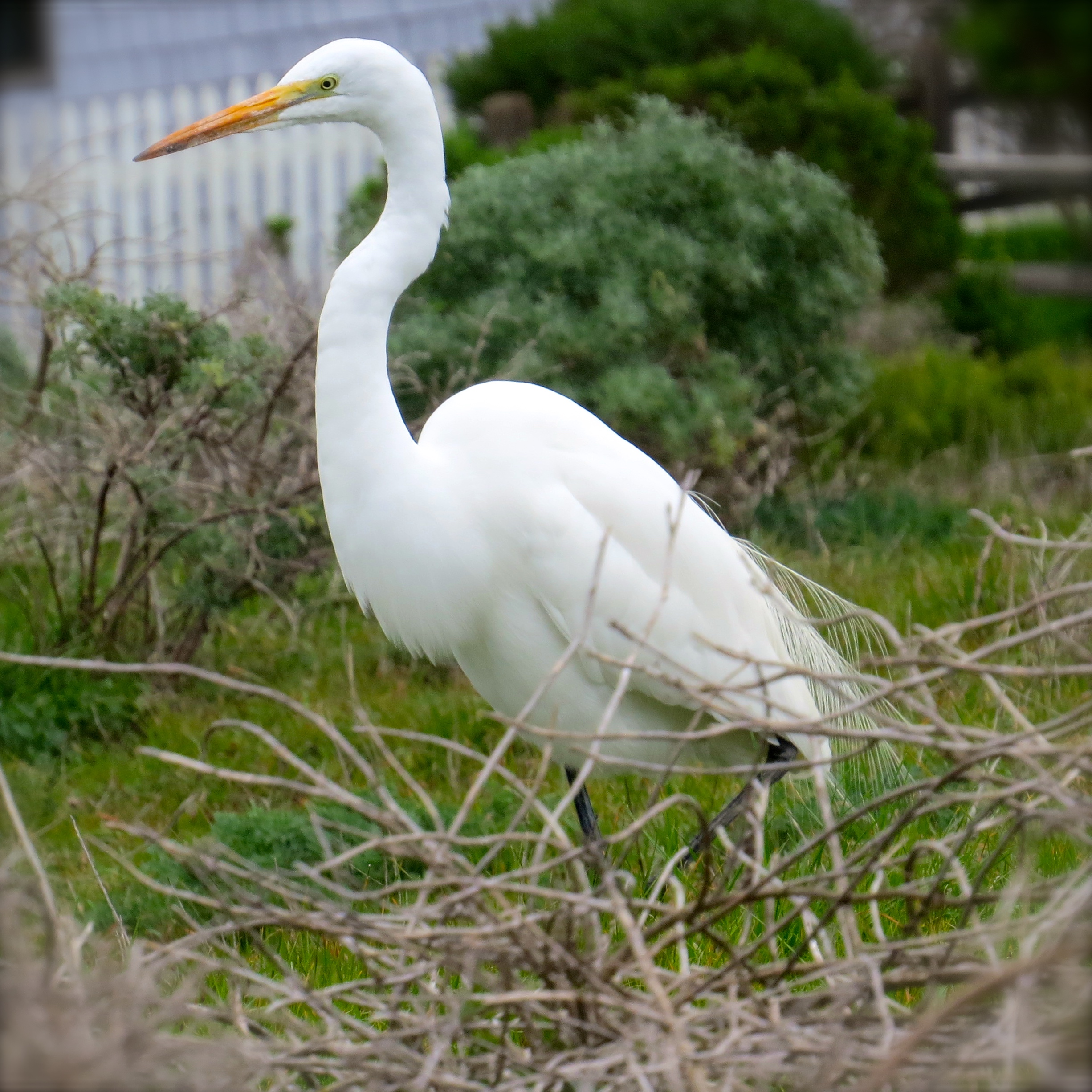 Great Egret, Fiscalini Ranch, Cambria, California