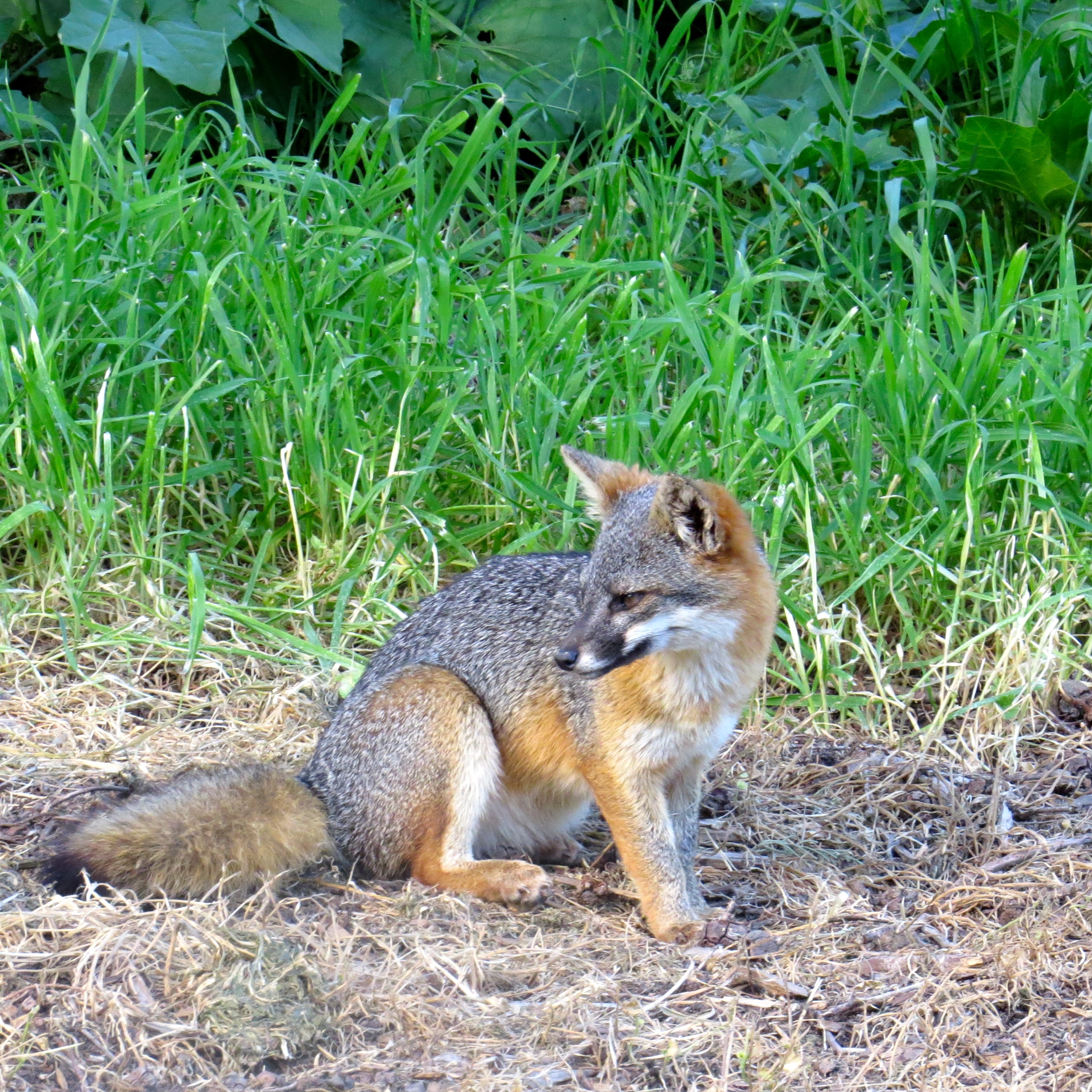Seeing this little guy, the Island Fox, was the highlight of my trip. Endangered,  by 1999 their numbers had declined by 95%. They are slowly recovering. Each of the 5 islands has its own subspecies of the Island Fox. They are found nowhere else on earth.   