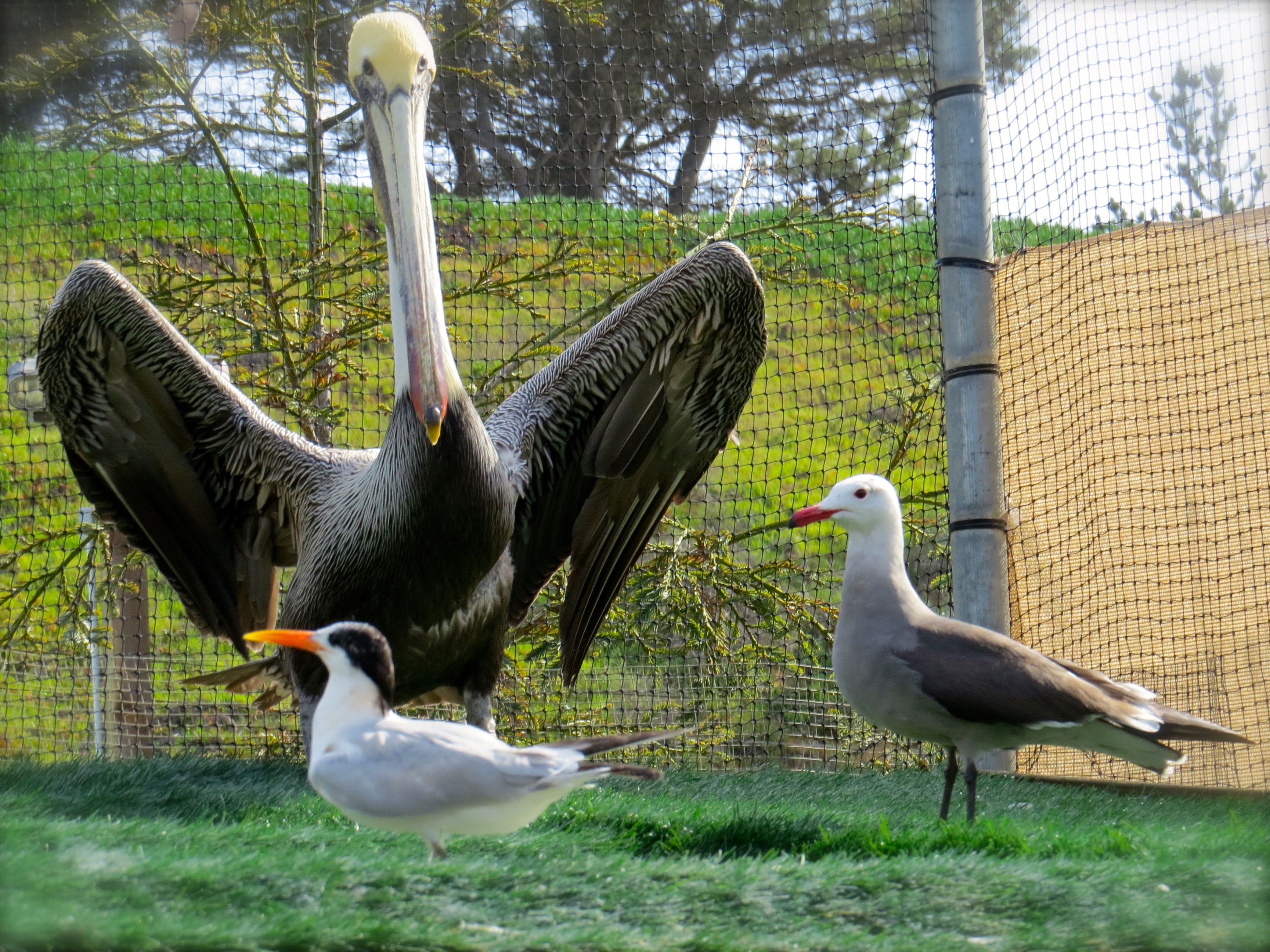 Last week I visited the Pacific Wildlife Center in Morro Bay, a site opened in 2007, all donor-financed and opened 365 days a year to all injured wildlife except  grown bears. Last year they cared for 2014 reptiles, mammals and birds. Recovering here are a northern California brown pelican, Heermann's Gull and a Royal Tern.