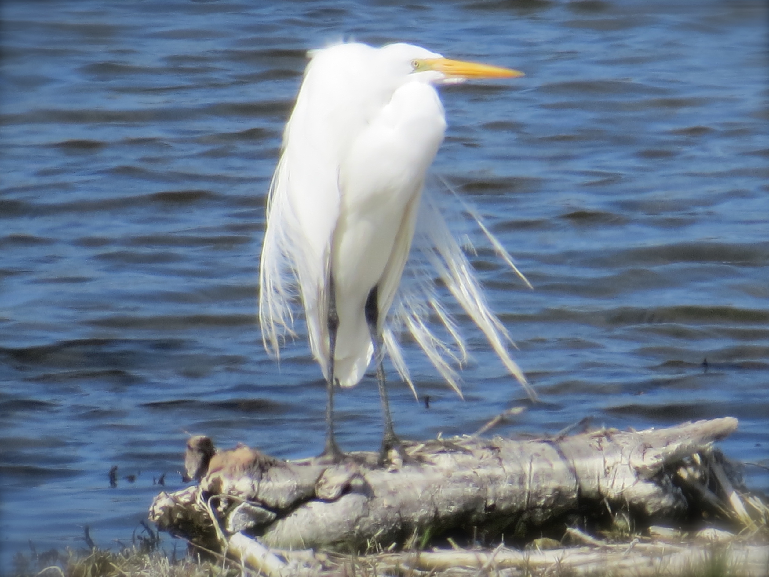 Last week-end was cold and blustery. It was perfectfor my Beef Marengo menu but not so nice for the Great Egret.