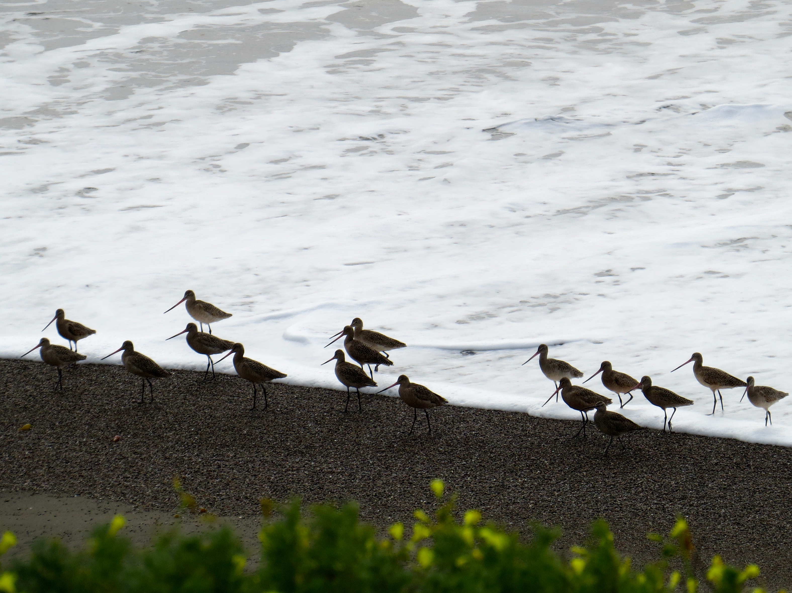 These shorebirds are hunkering down on a dark and gloomy Sunday.