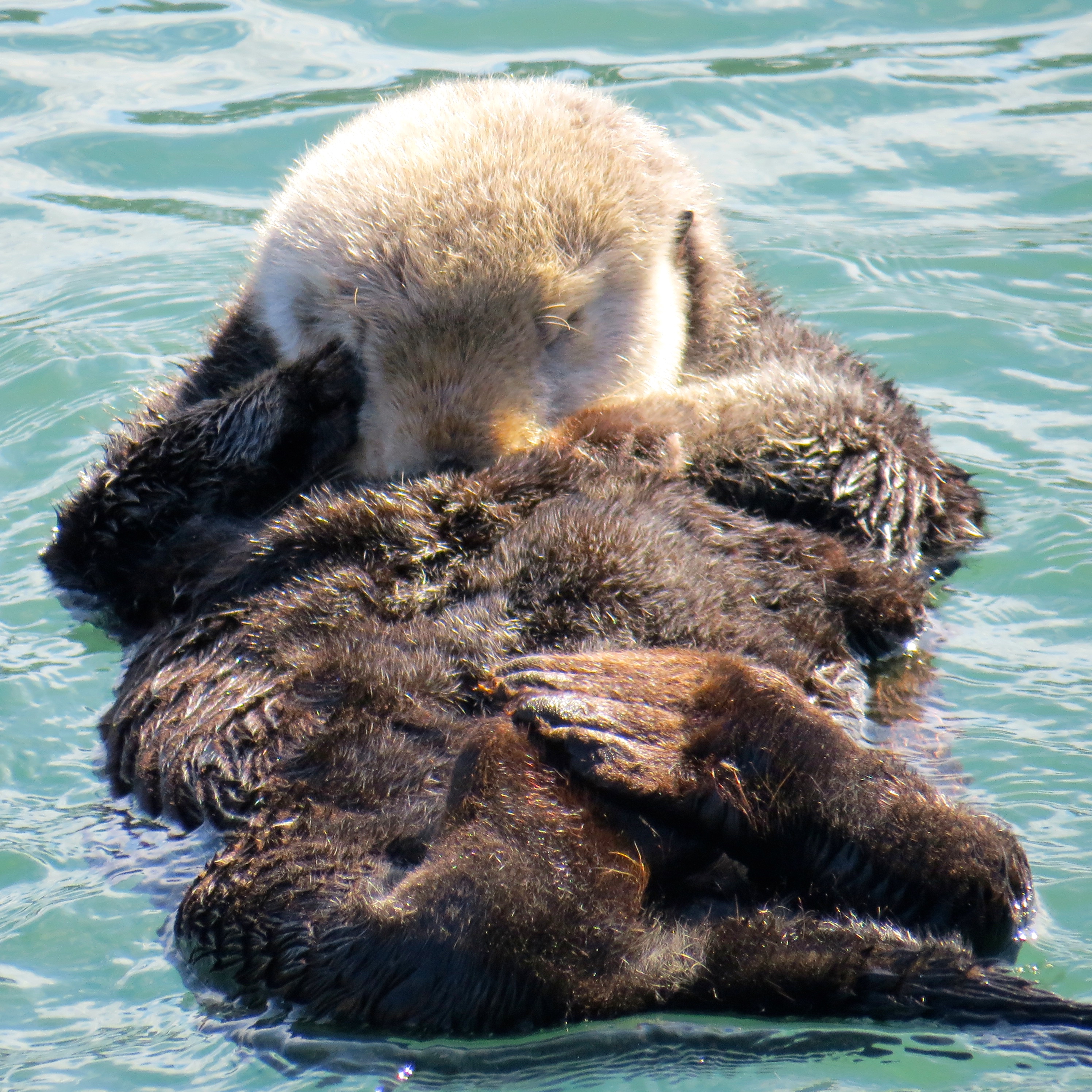 Mama Otter, loving her Pup.