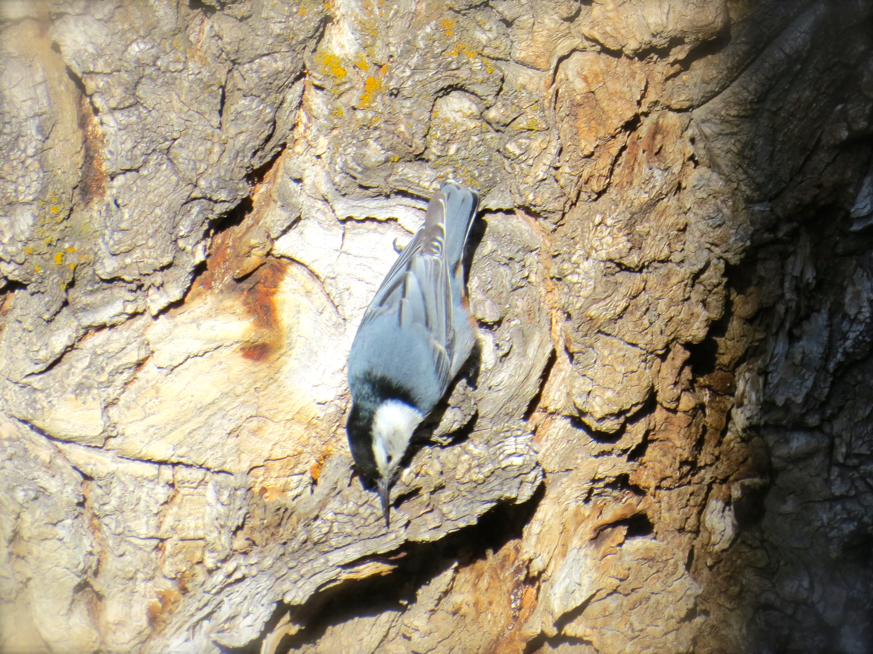 This White-breasted Nuthatch lives in the cottonwood near my balconey.