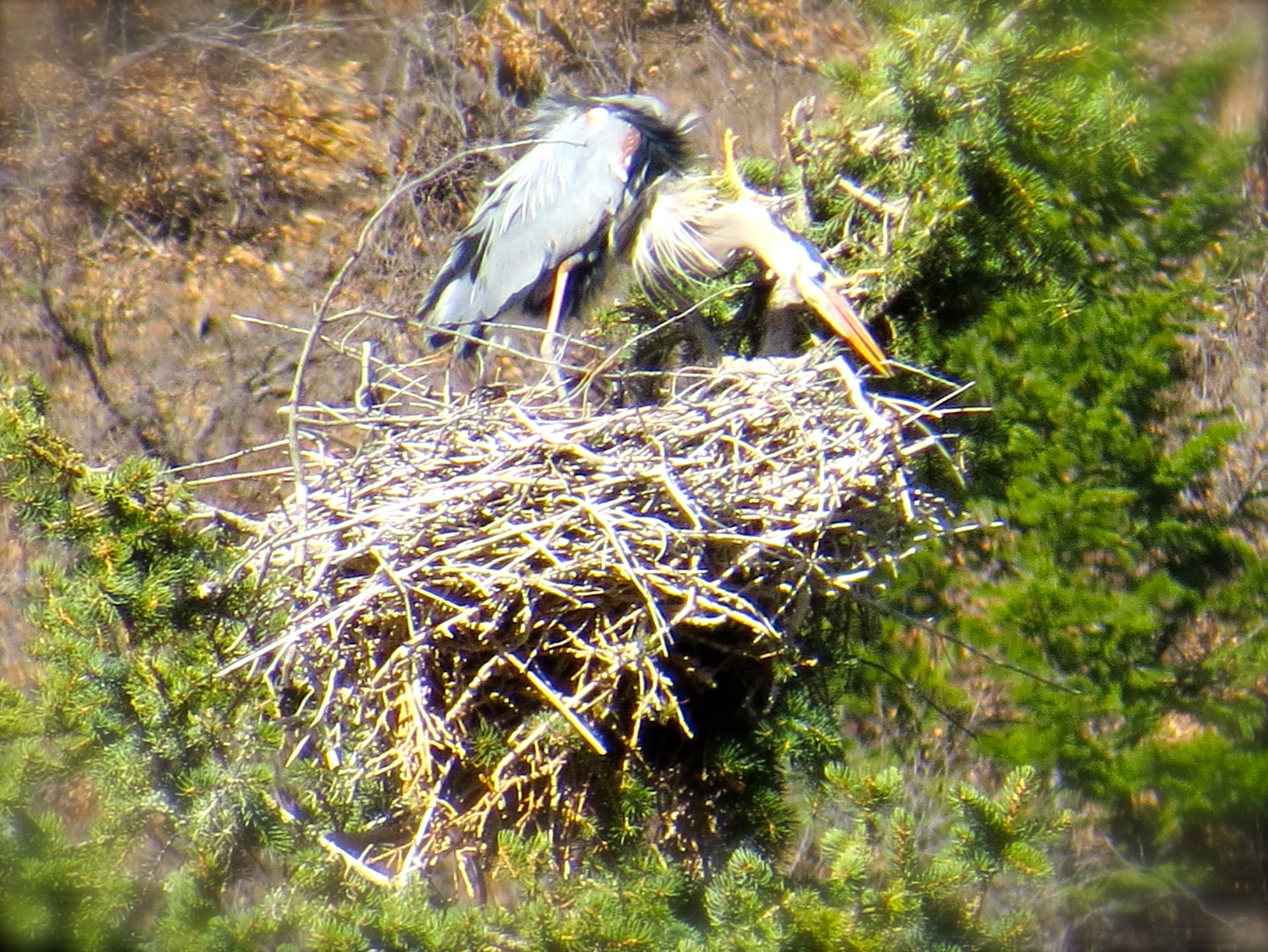 Tuesday morning I joined the Aspen Center for Environmental Studies Birdwalk. At our North Star Preserve we observed a Heron Rookery with 5 active nests. This Rookery , located in conifers, is the highest in Colorado. 