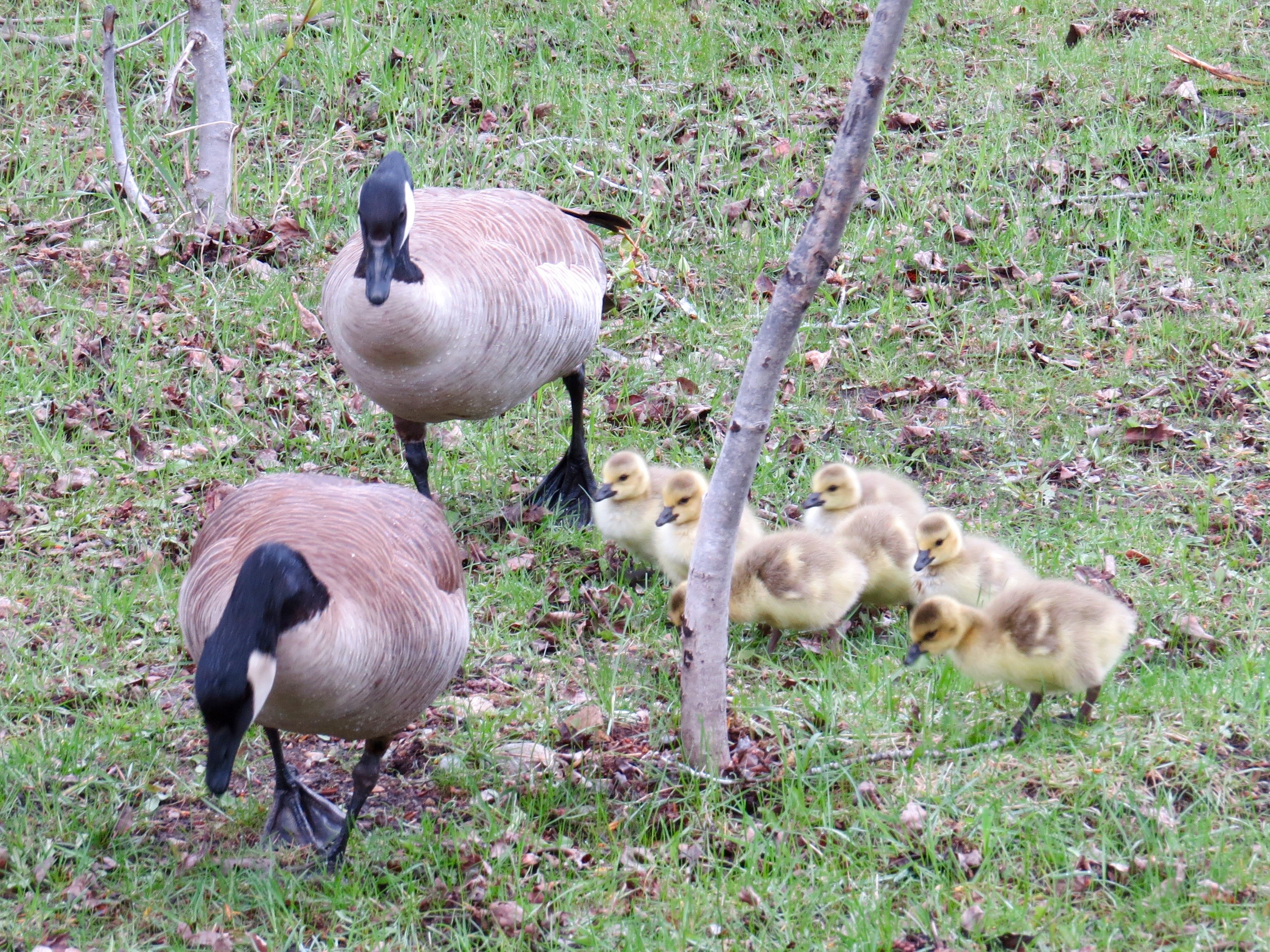 Mom, Dad, and 7 goslings.