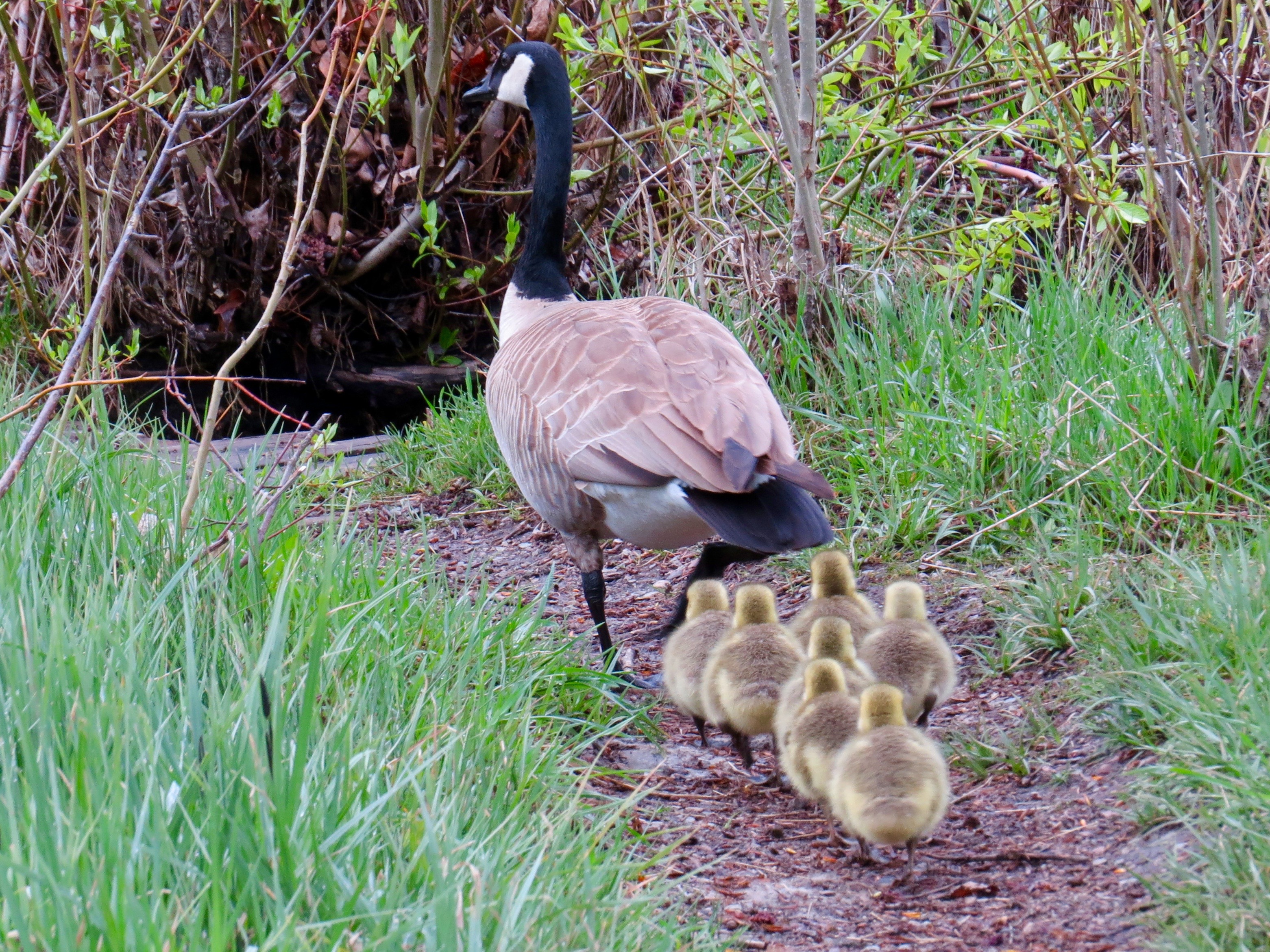 It's Springtime in the Rockies and time for babies. Mama Canada Goose is taking loving care of her 7 little goslings at the Aspen Center for Environmental Studies.