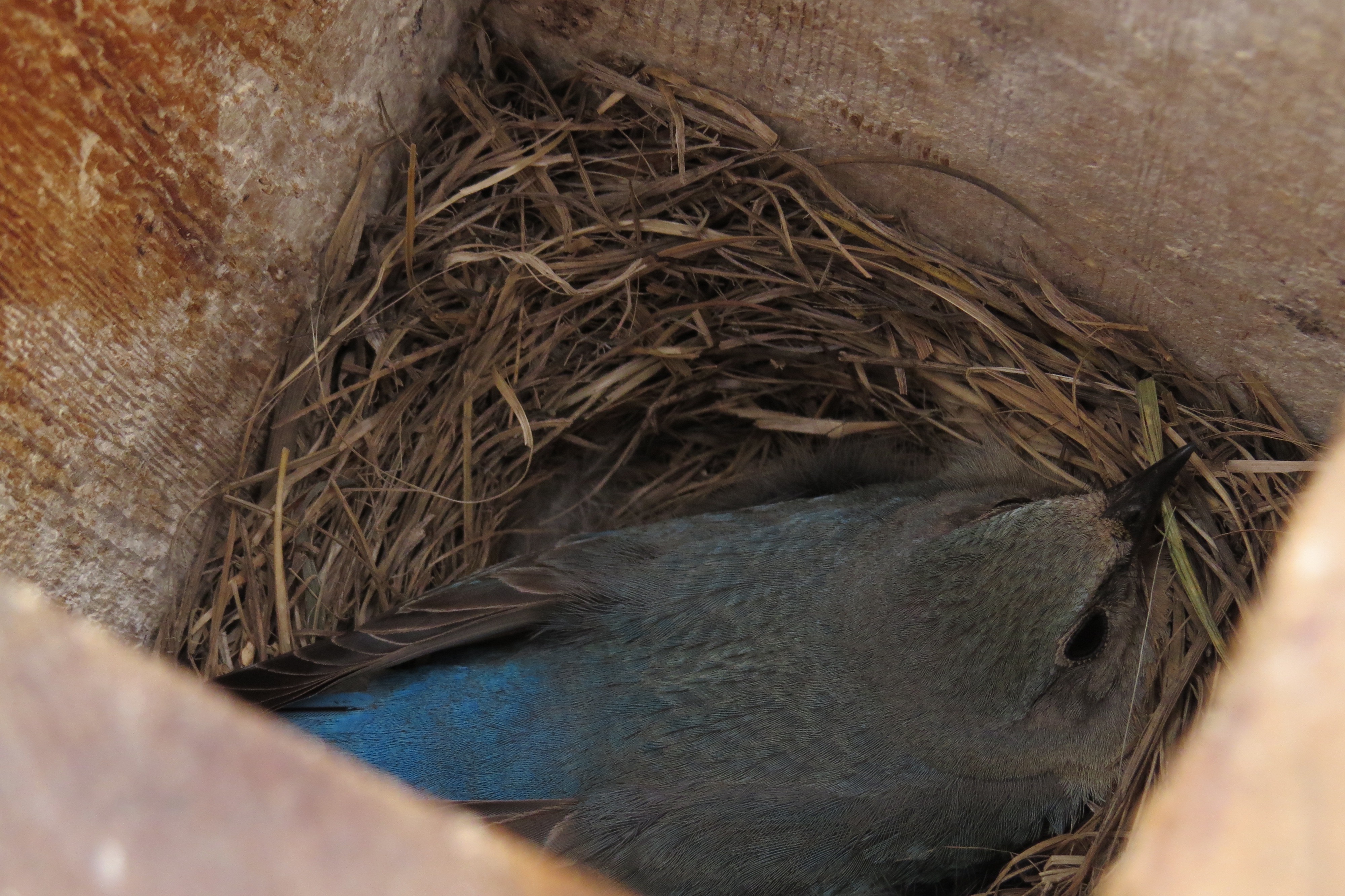 Mama Bluebird is patiently awaiting birth. She was calm during a weekly bluebird box check. 