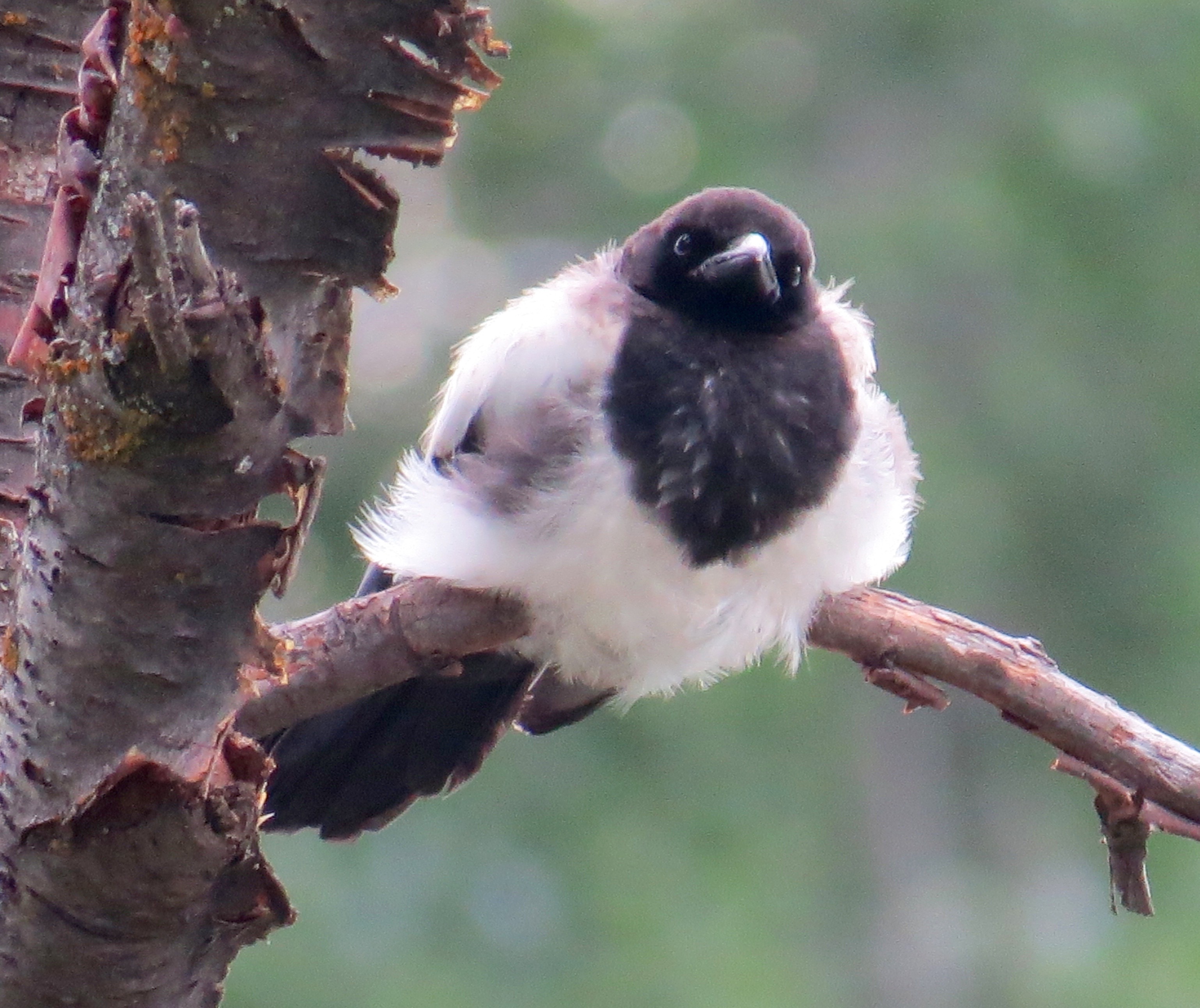 Q: Can you identify this darling bird?     A: It's a Black-billed Magpie, a youngster. 