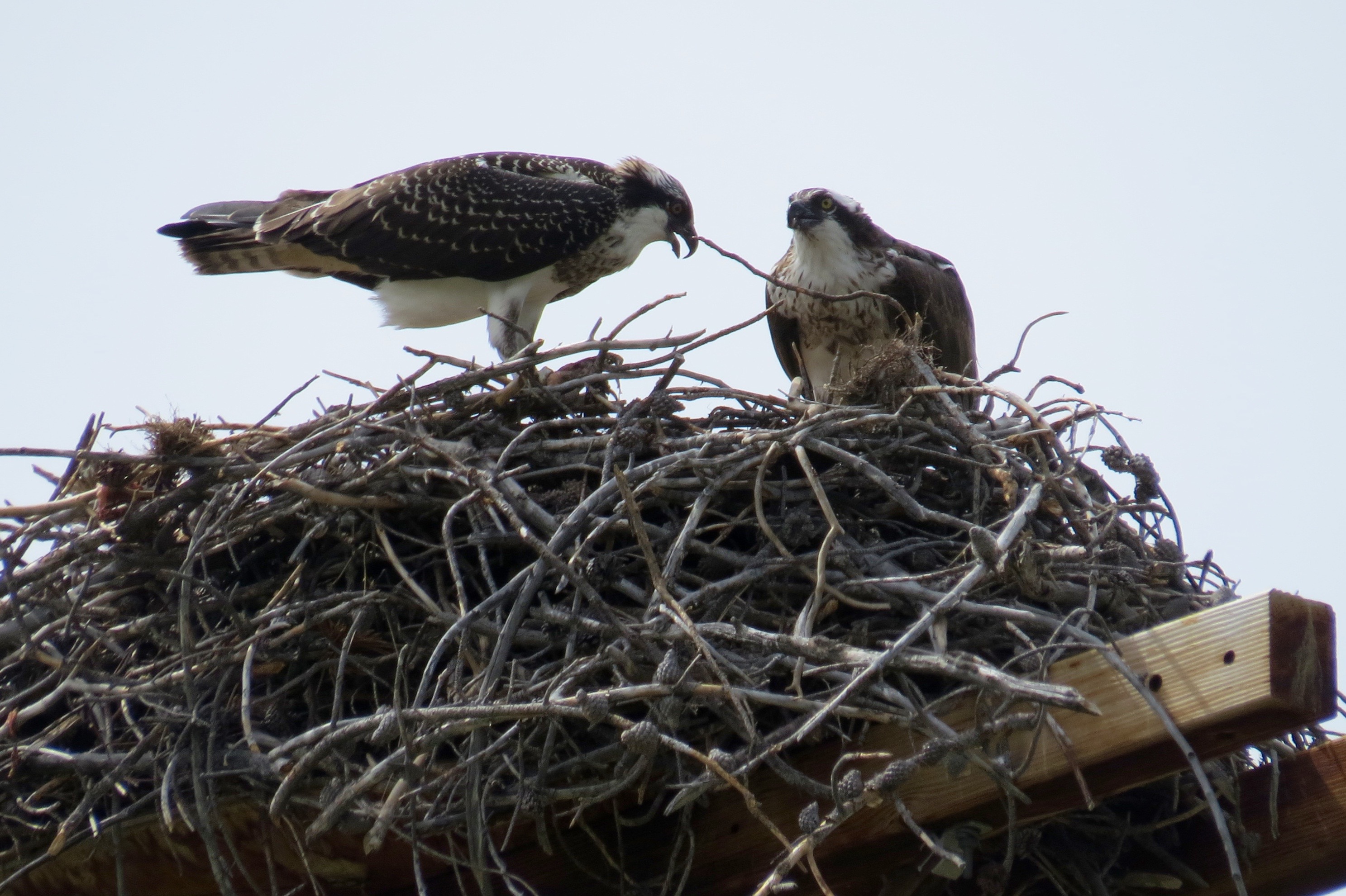 THESE JUVENILE OSPREYS WERE CHATTERING LOUDLY. ALTHOUGH WE THINK THEY HAVE FLEDGED AND CAN FLY, THEY CLEARLY DID NOT WANT TO TAKE OFF. MOM AND DAD ARE GONE, WE THINK. 
