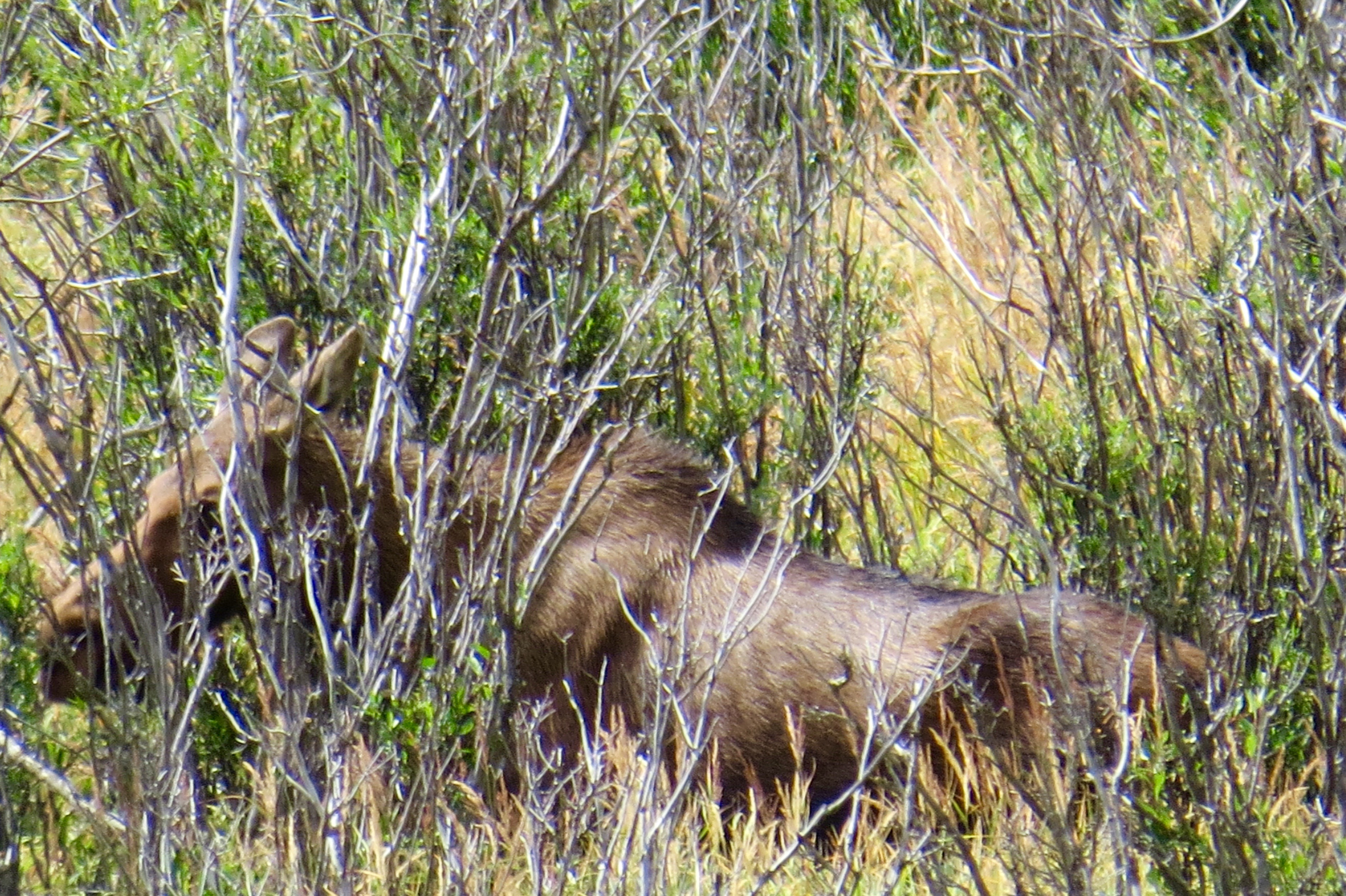 BABY MOOSE - THIS GUY IS REALLY A JUVENILE BUT WILL HANG OUT WITH MOM UNTIL SHE HAS ANOTHER  CALF.
