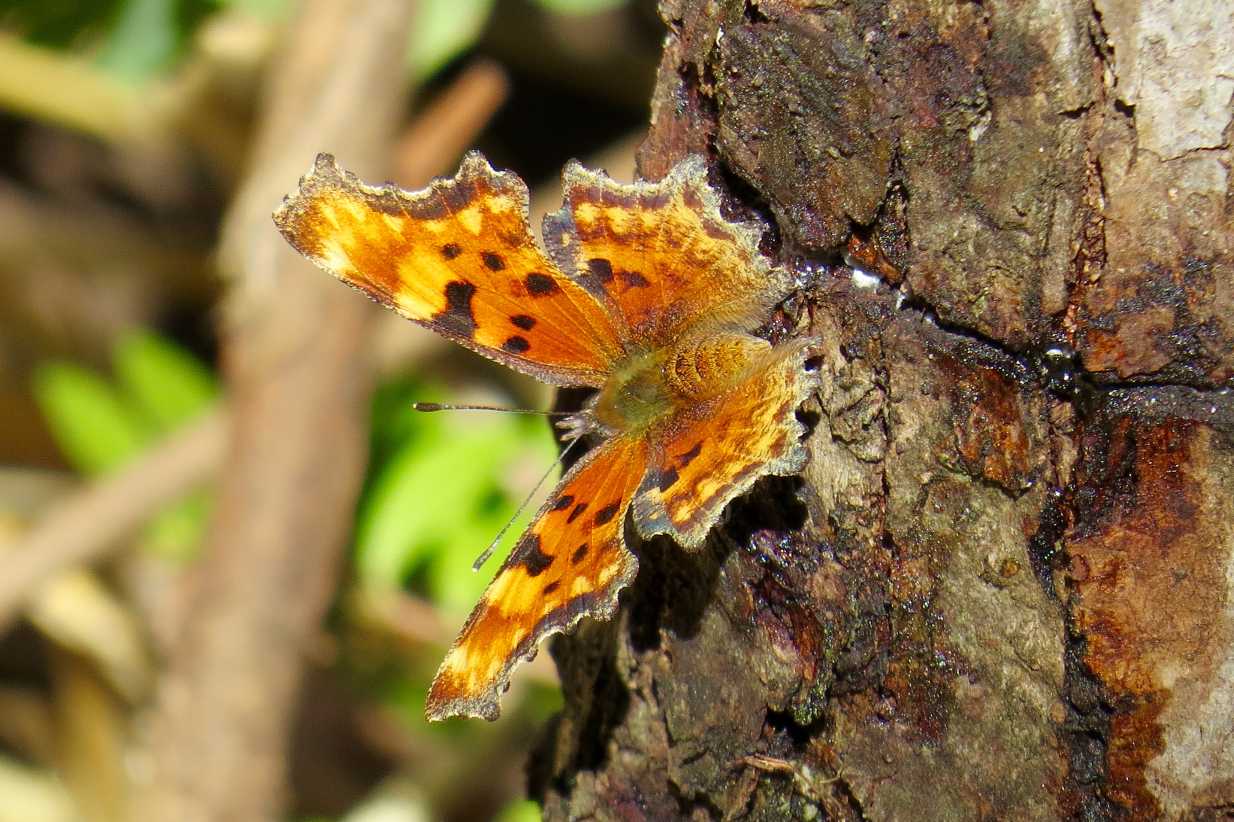 This gorgeous Question Mark butterfly (Polygonia interrogationis) is eating sap from the "sap well" that was drilled by a sapsucker. Ajax Trail, Aspen Mountain