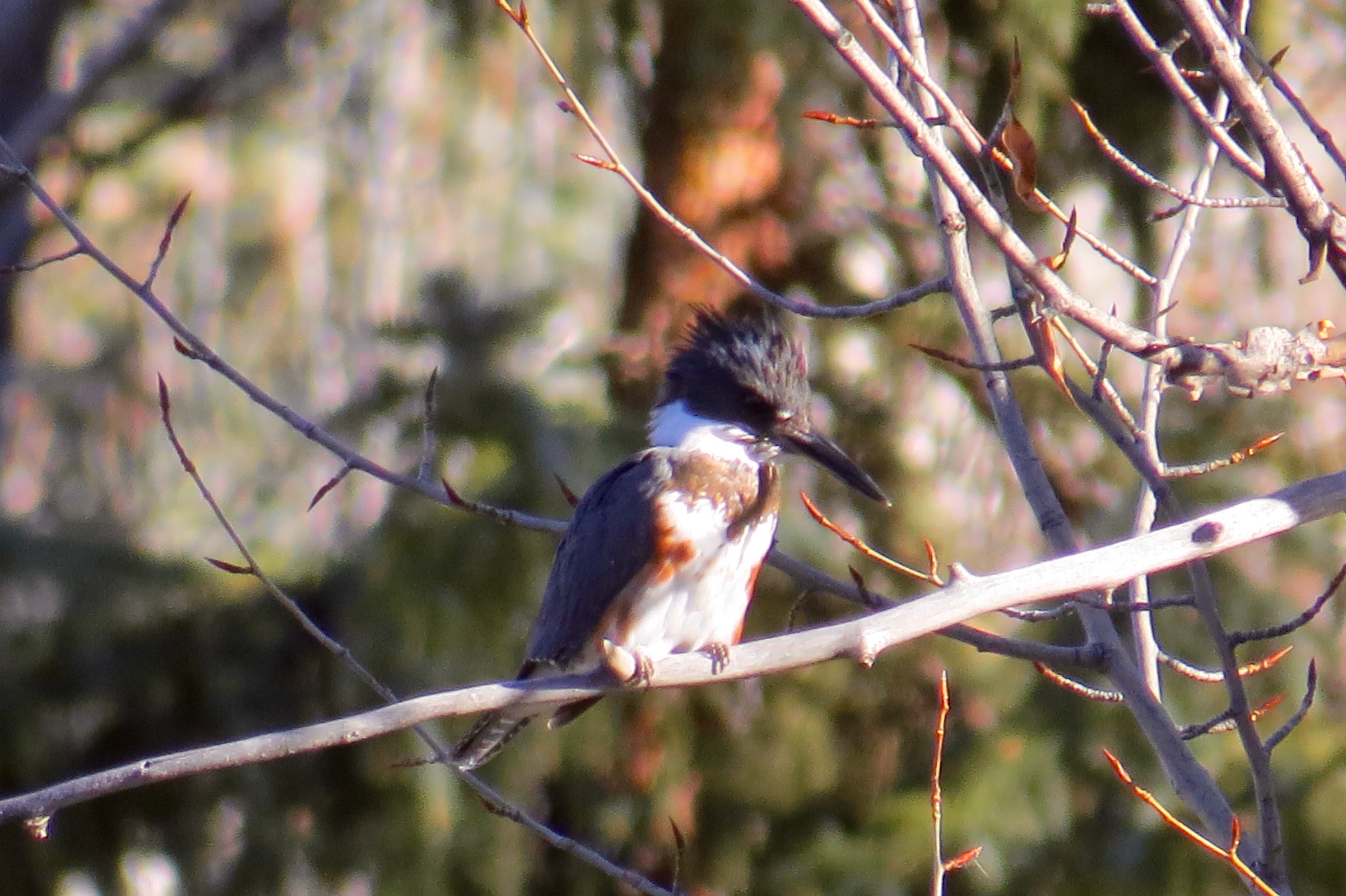 I WENT ON MY LAST ASPEN CENTER FOR ENVIRONMENTAL STUDIES BIRD CLUB HIKE THIS WEEK. ALTHOUGH MANY BIRDS HAVE 'FLOWN THE CHILLY COOP', THIS FEMALE KINGFISHER IS STILL HANGING AROUND. 