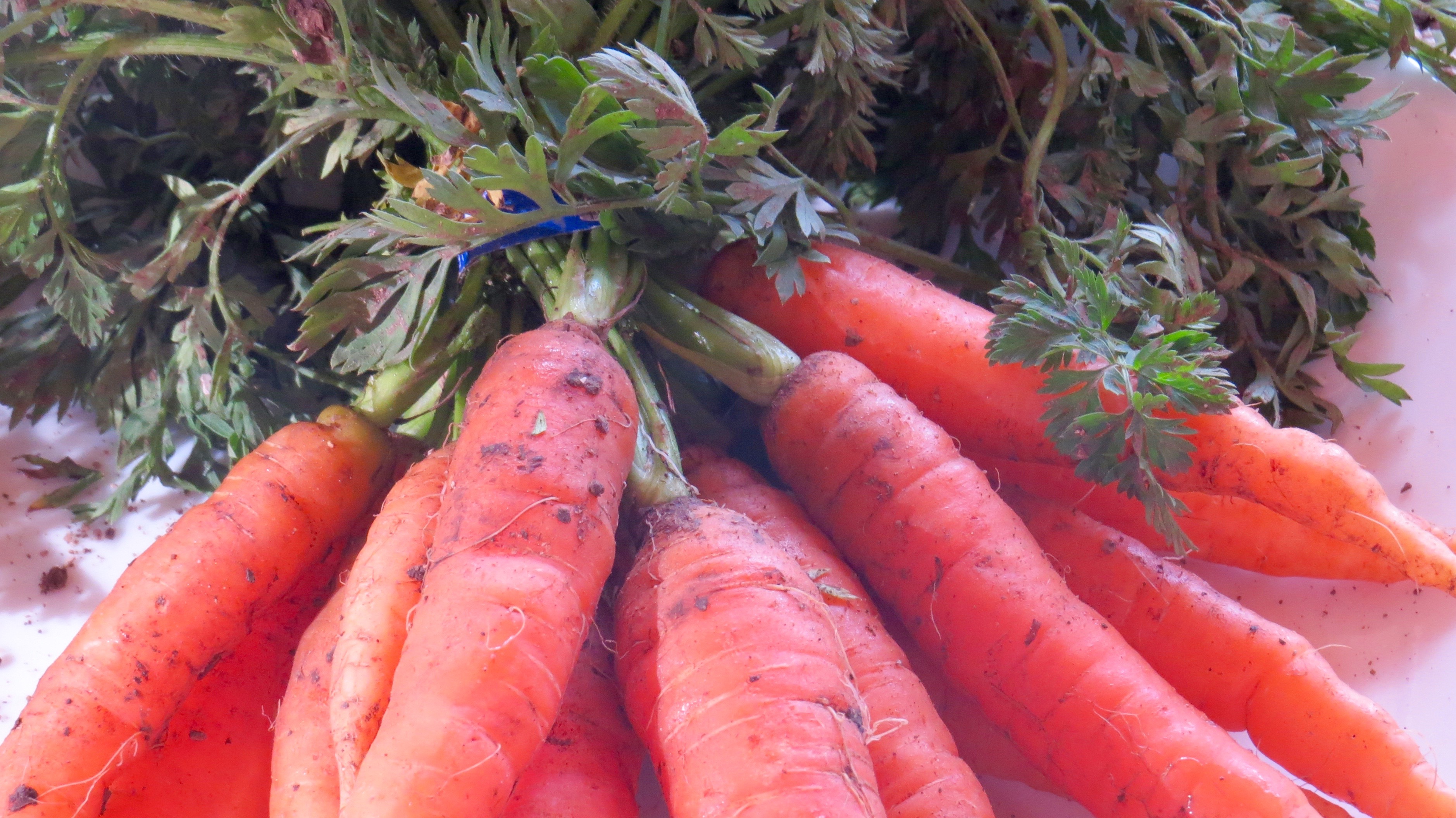 There something beautiful about fresh carrots just pulled from the earth.