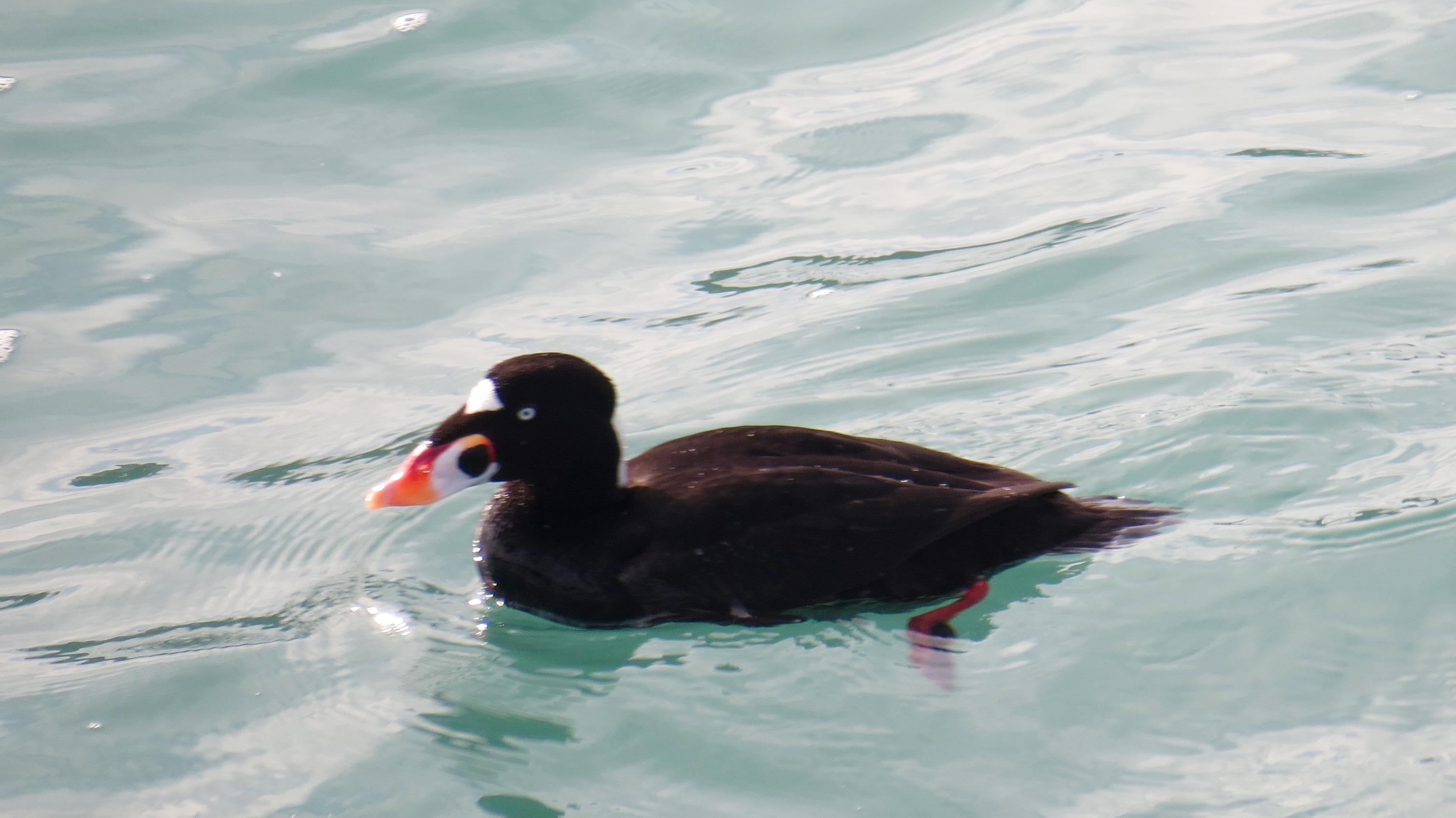 This is a Surf Scoter. These ducks  hang out at the San Simeon pier with their relatives, the Black Scoters.