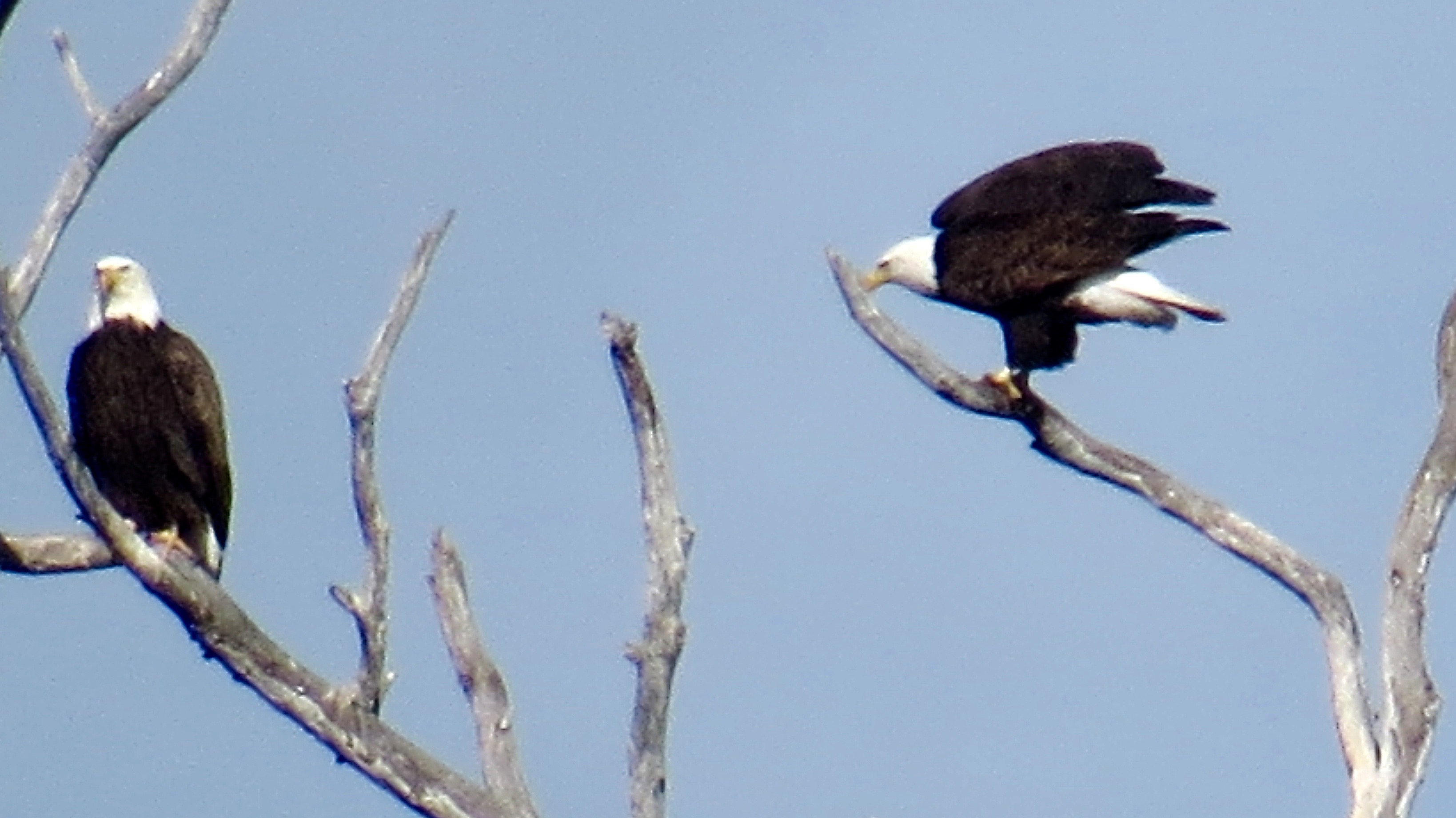 It's always thrilling to spot  Bald Eagles.  Morro Bay  Marina, 1/15/16