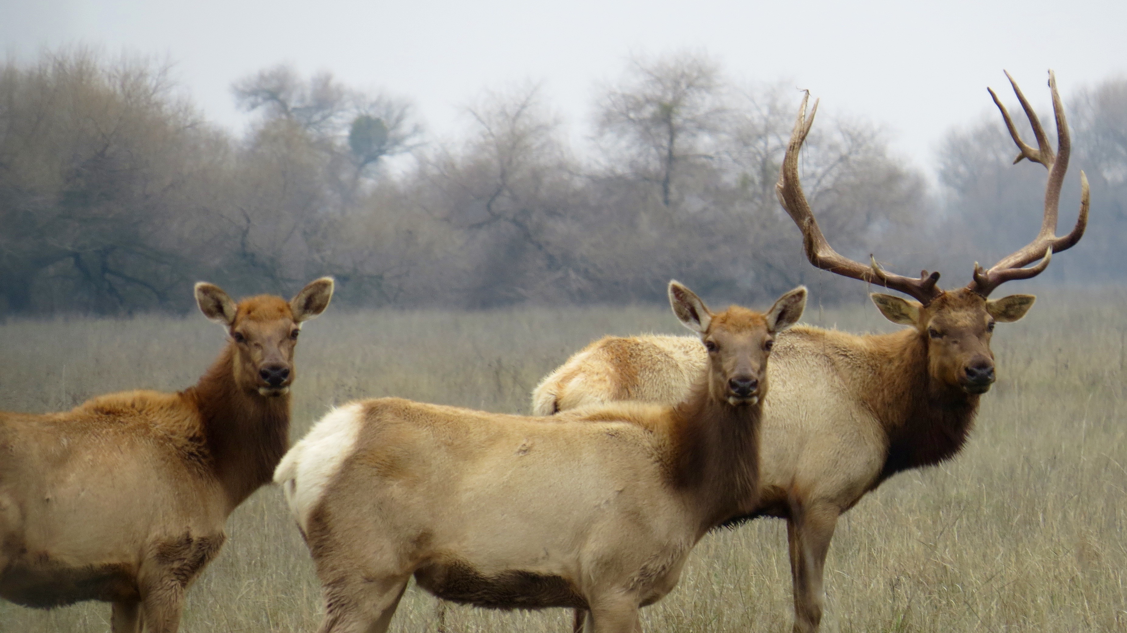 The Tule Elk, a non-migratory elk found only in California, went almost extinct in the early Seventies. Today a herd is protected, lives at the San Luis Wildlife Refuge and is thriving. 