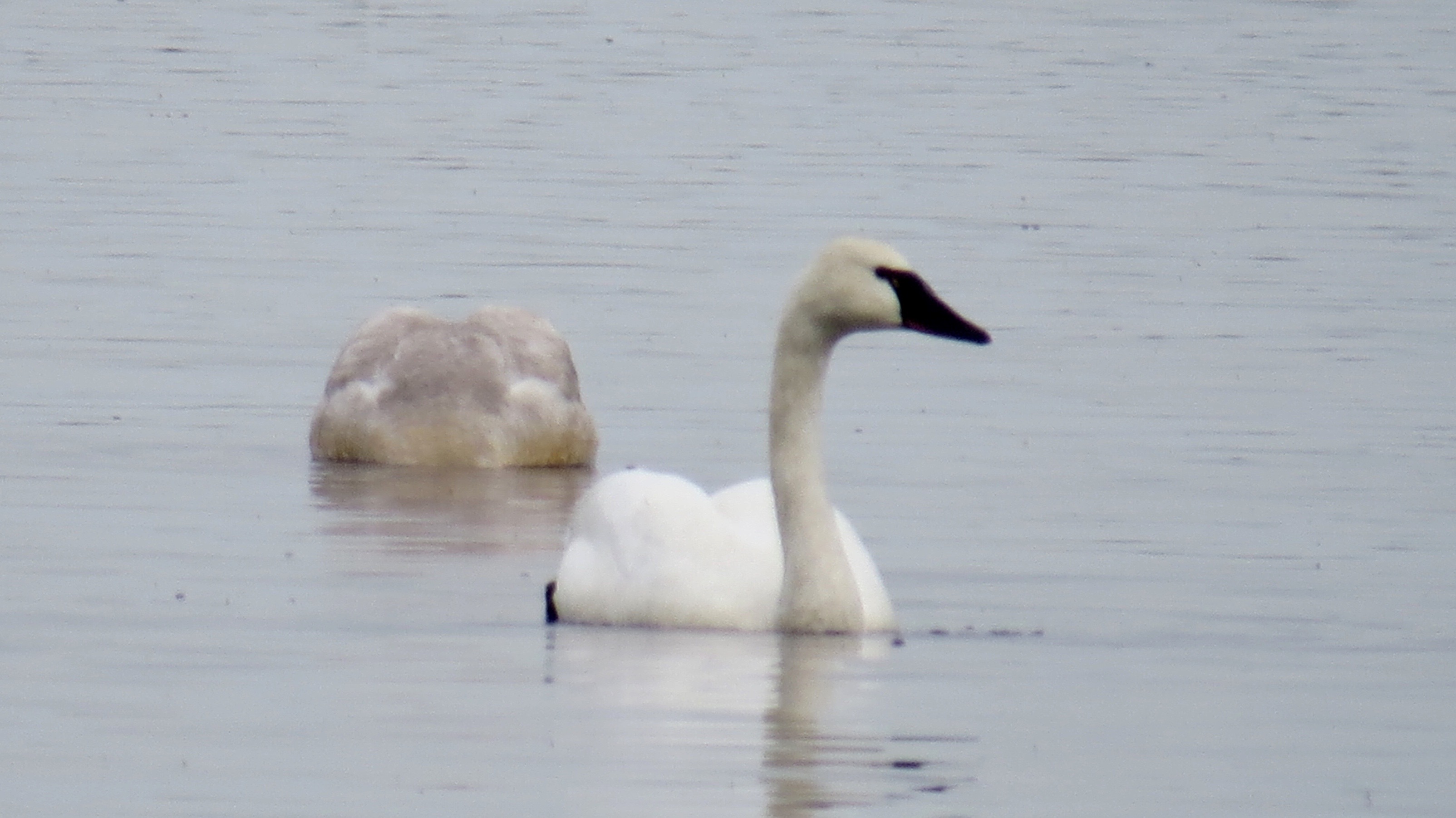 A Trumpeter Swan. The "rock" in the background is a juvenile swan eating. 