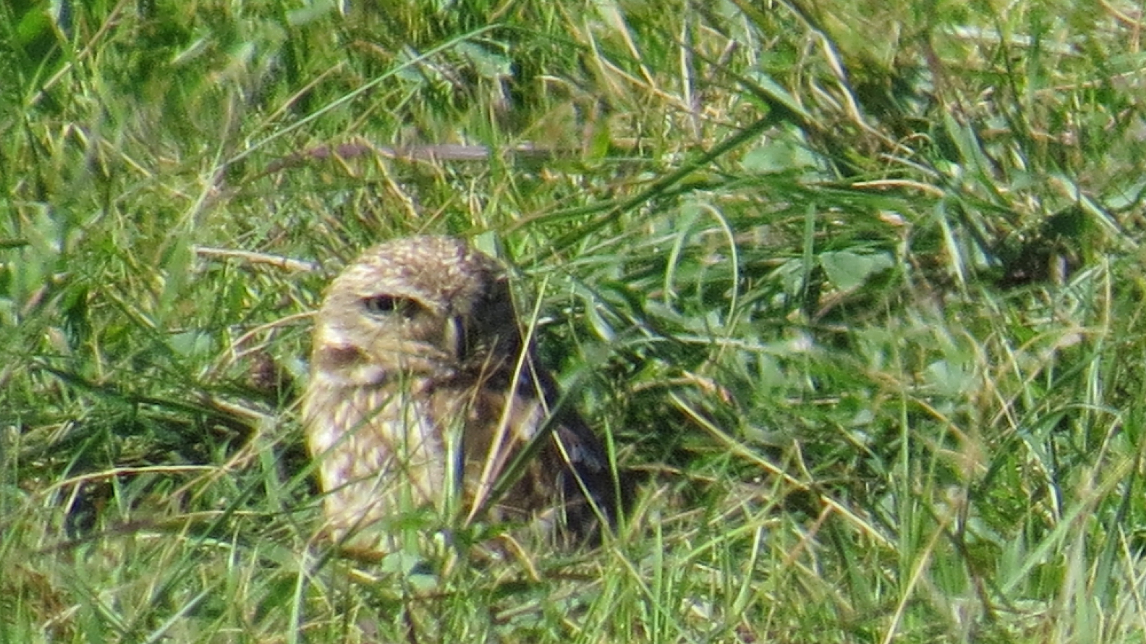 It's a lucky day when one can spot this little guy, a Burrowing Owl. He's guarding the burrow and searching for food while Mama is minding the nest. 
