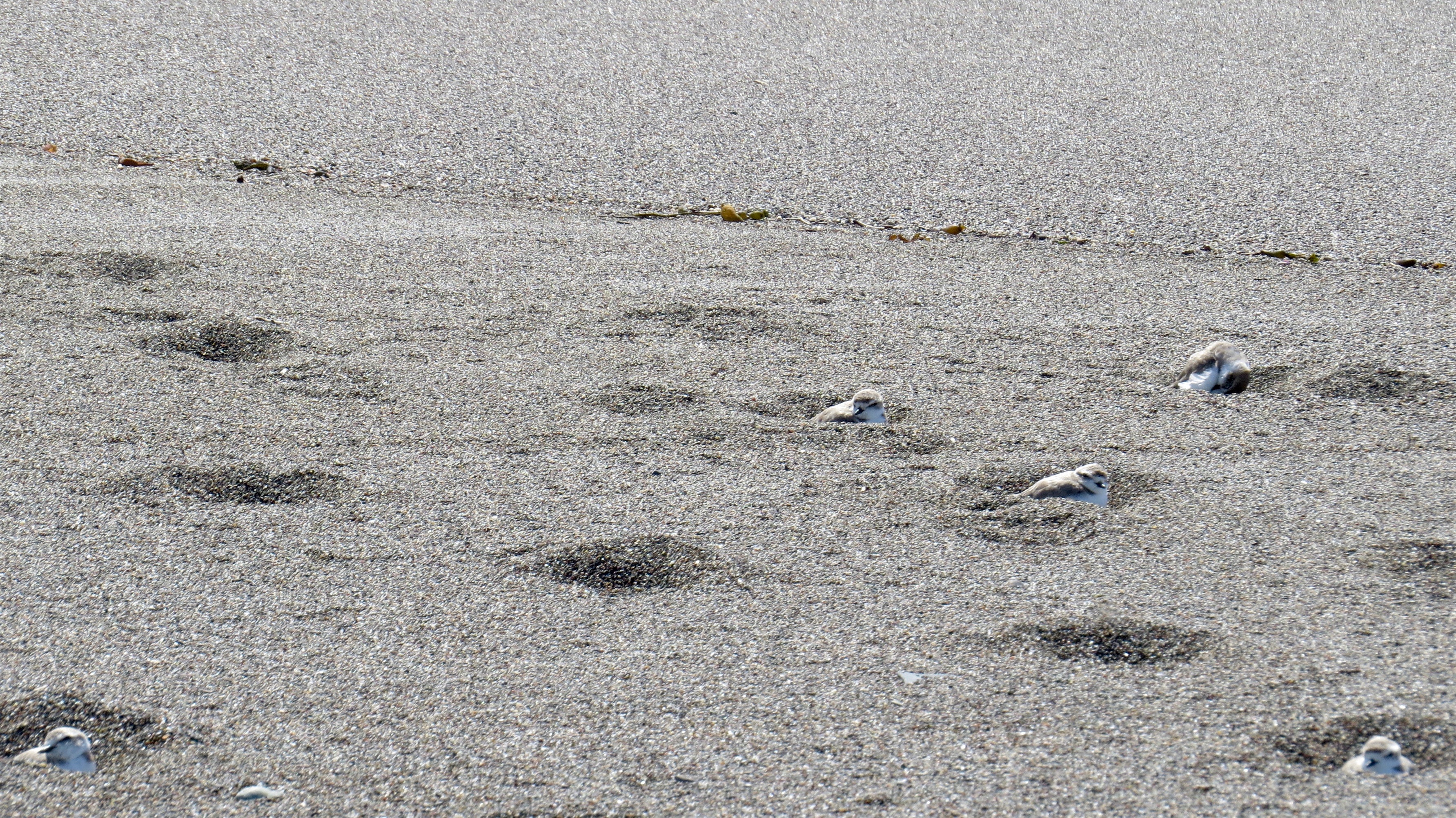 Even though I was quite a distance from the plovers, they did not like me and left their nests. I quickly left and they returned to duty.