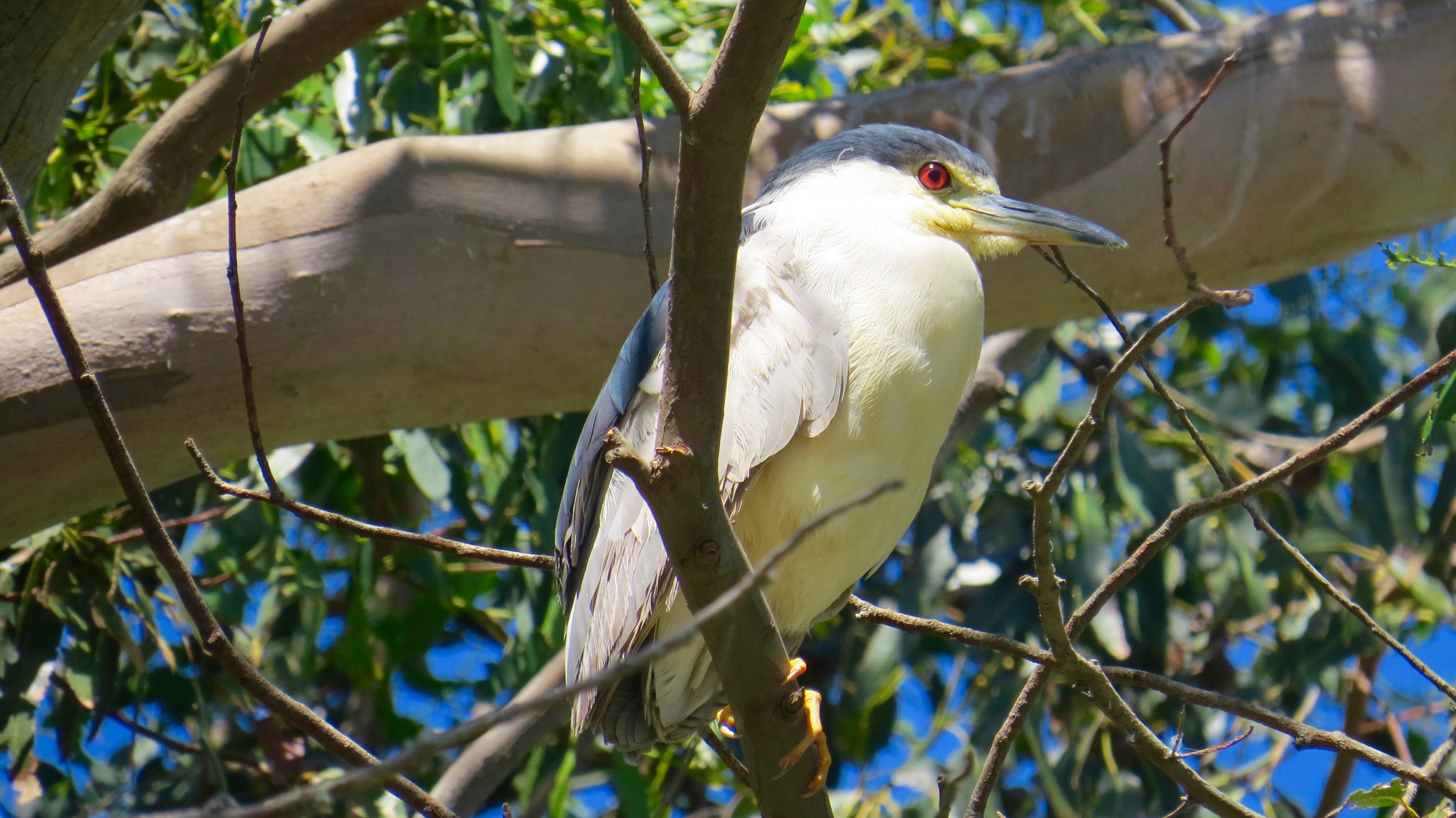 The Black-crowned Night Heron hangs out during the day and forages at night.