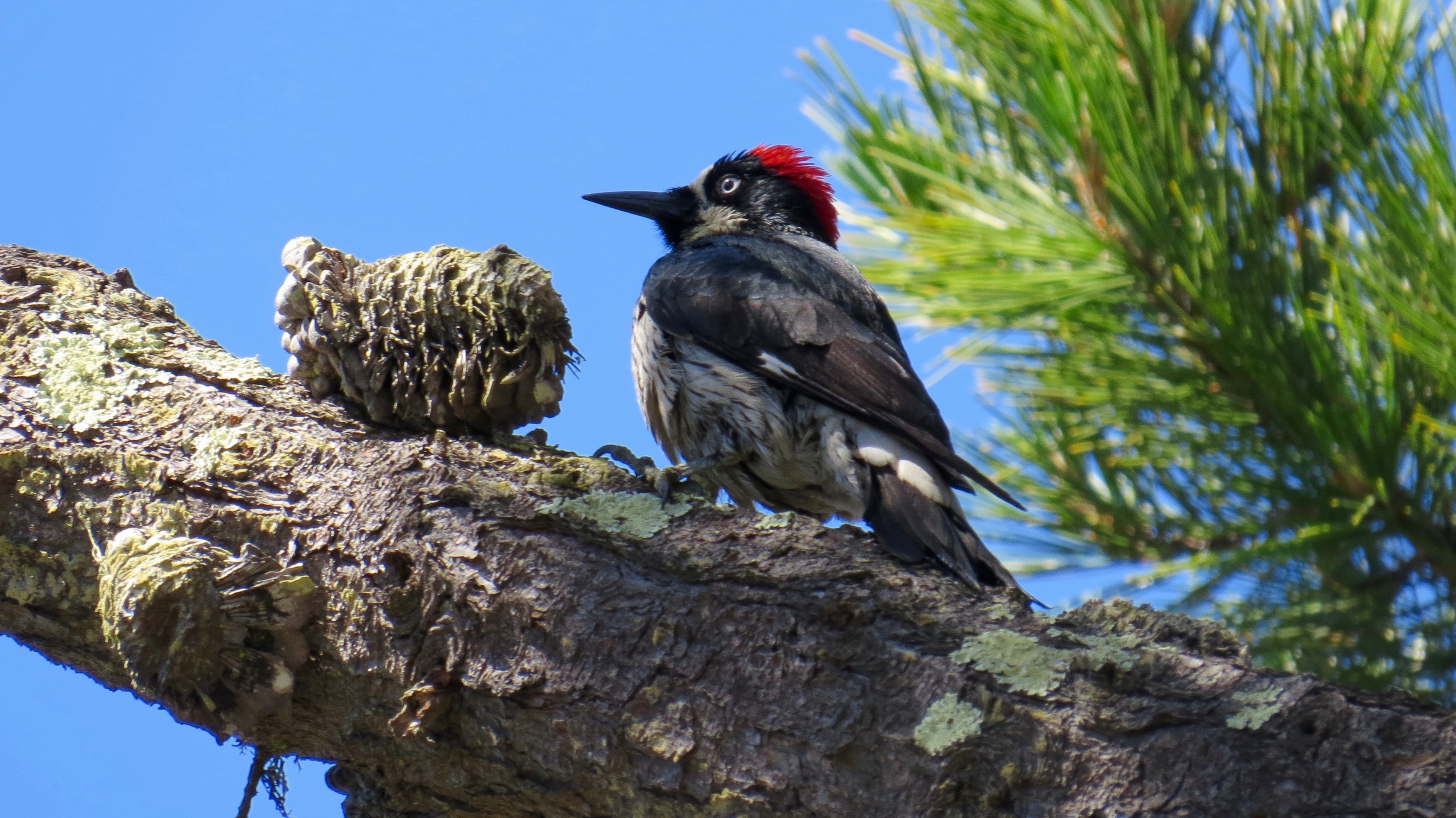 I will miss these crazy noisy clowns called Acorn Woodpeckers who live nearby.  If you ever spot a tall pole or tree riddled with hundreds of holes, each containing an acorn—it's an amazing Woodpecker granary tree. Stop and take a look.