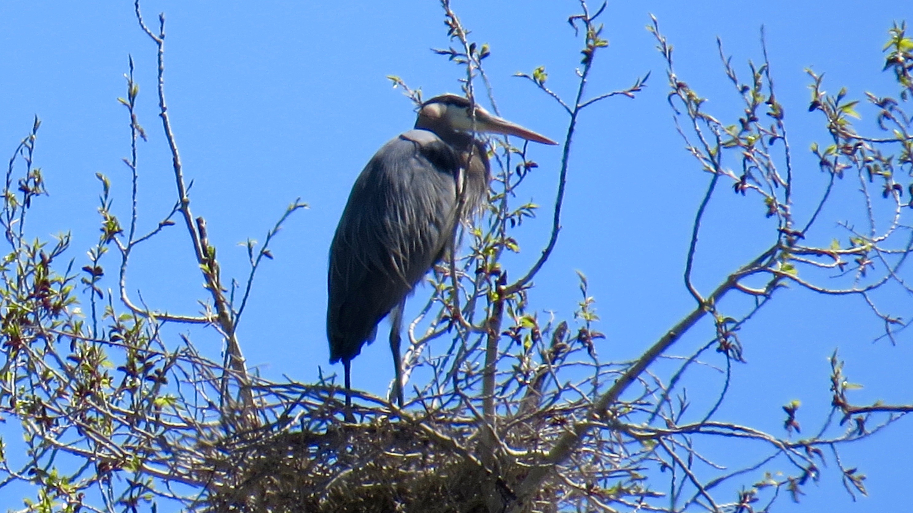 This Great Blue, nesting at the tippy-top, enjoys a 360-degree view of our Valley.