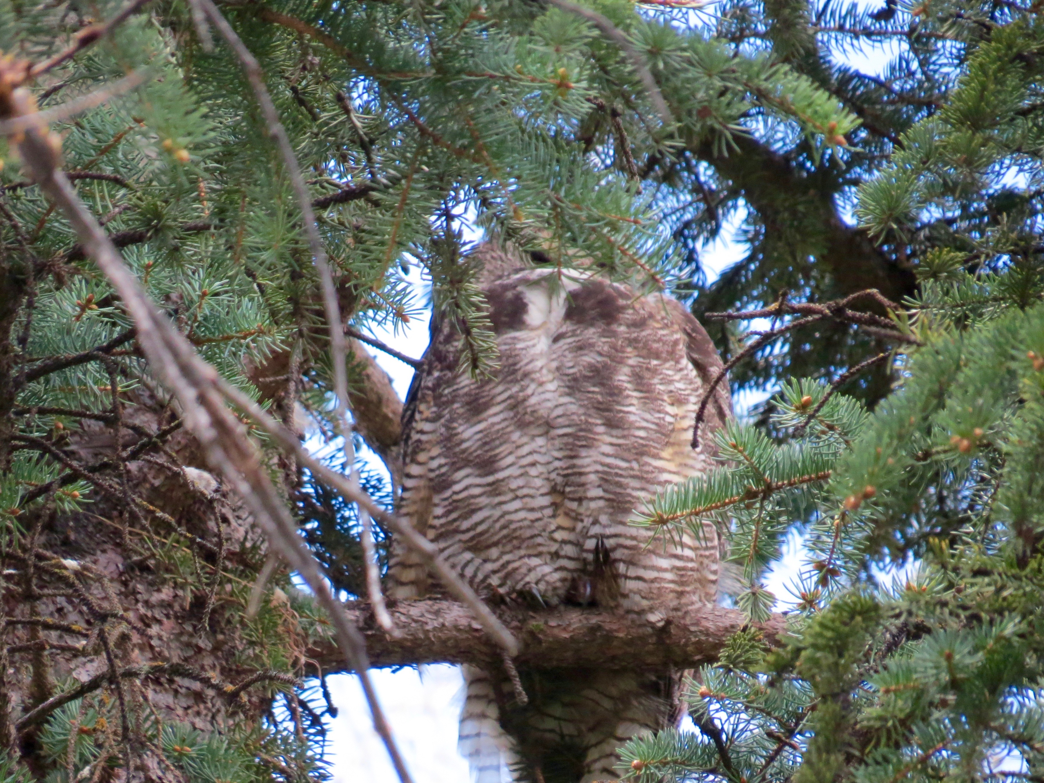 When I took this photo, I hoped to get a shot of Mama Owl "at rest." She's sleeping. What I didn't realize is that the  male owl is behind her,  guarding her and the baby in the nest to the left.