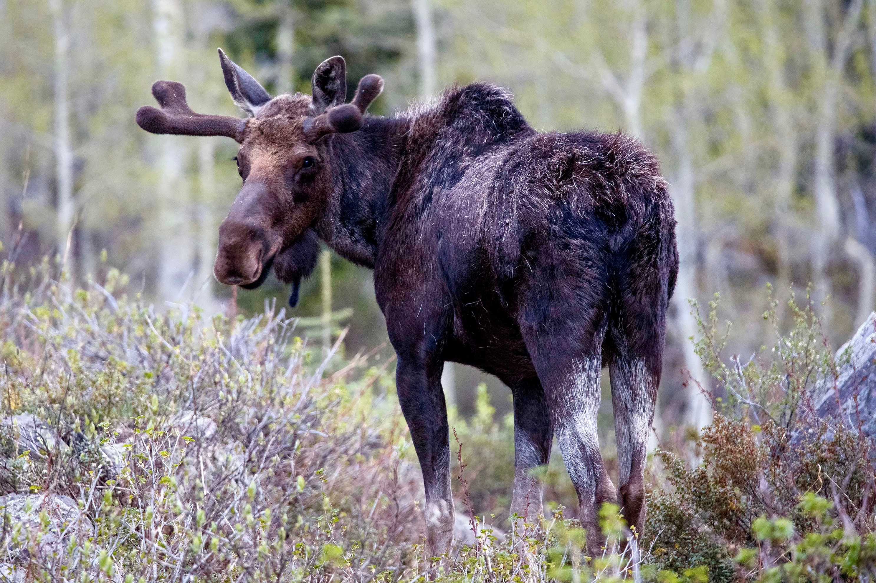 We Love Our Moose. Maroon Bells, Bernd Rosenow photo.