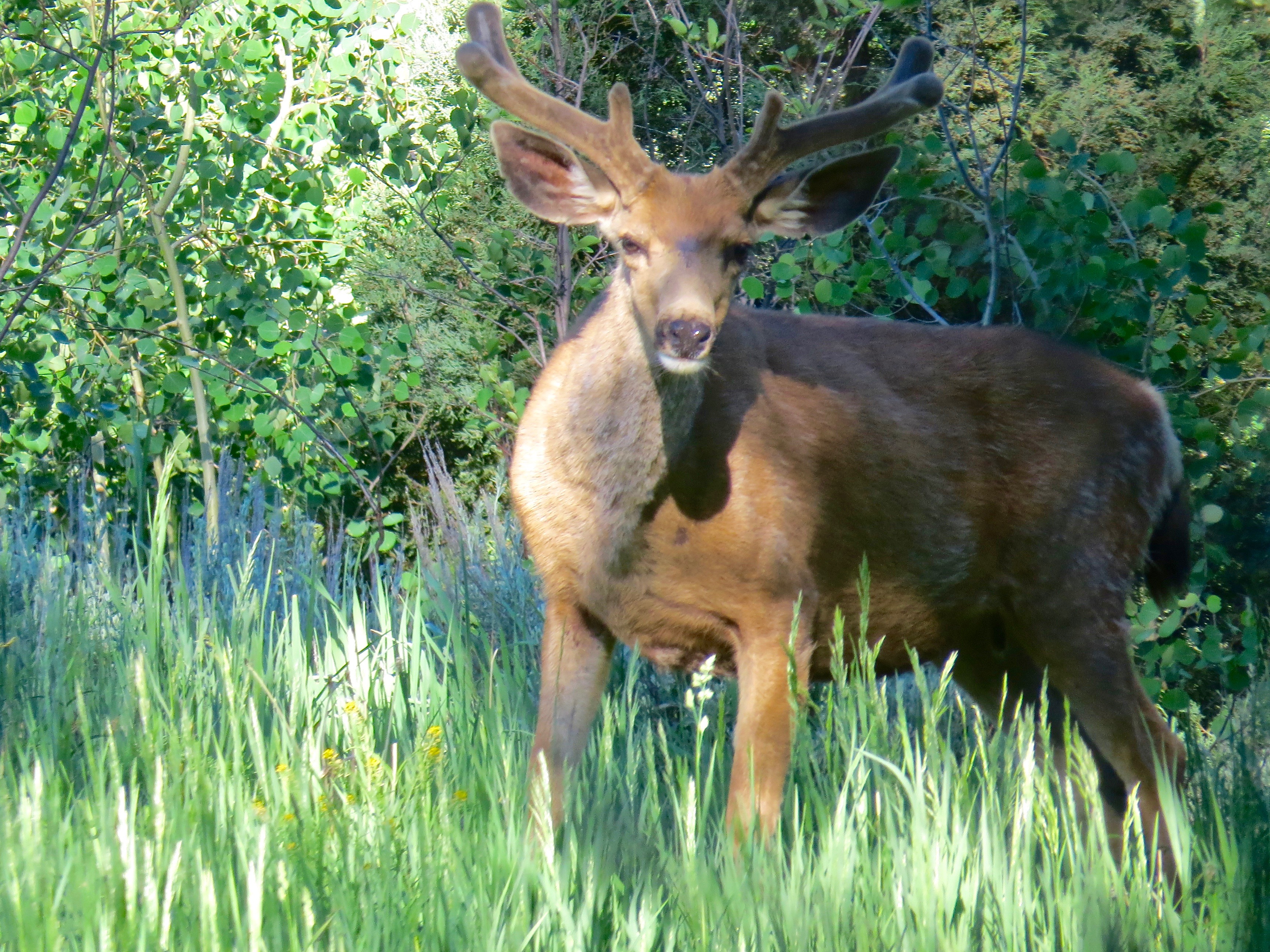Mule Deer in Velvet  Northstar Preserve, 2016