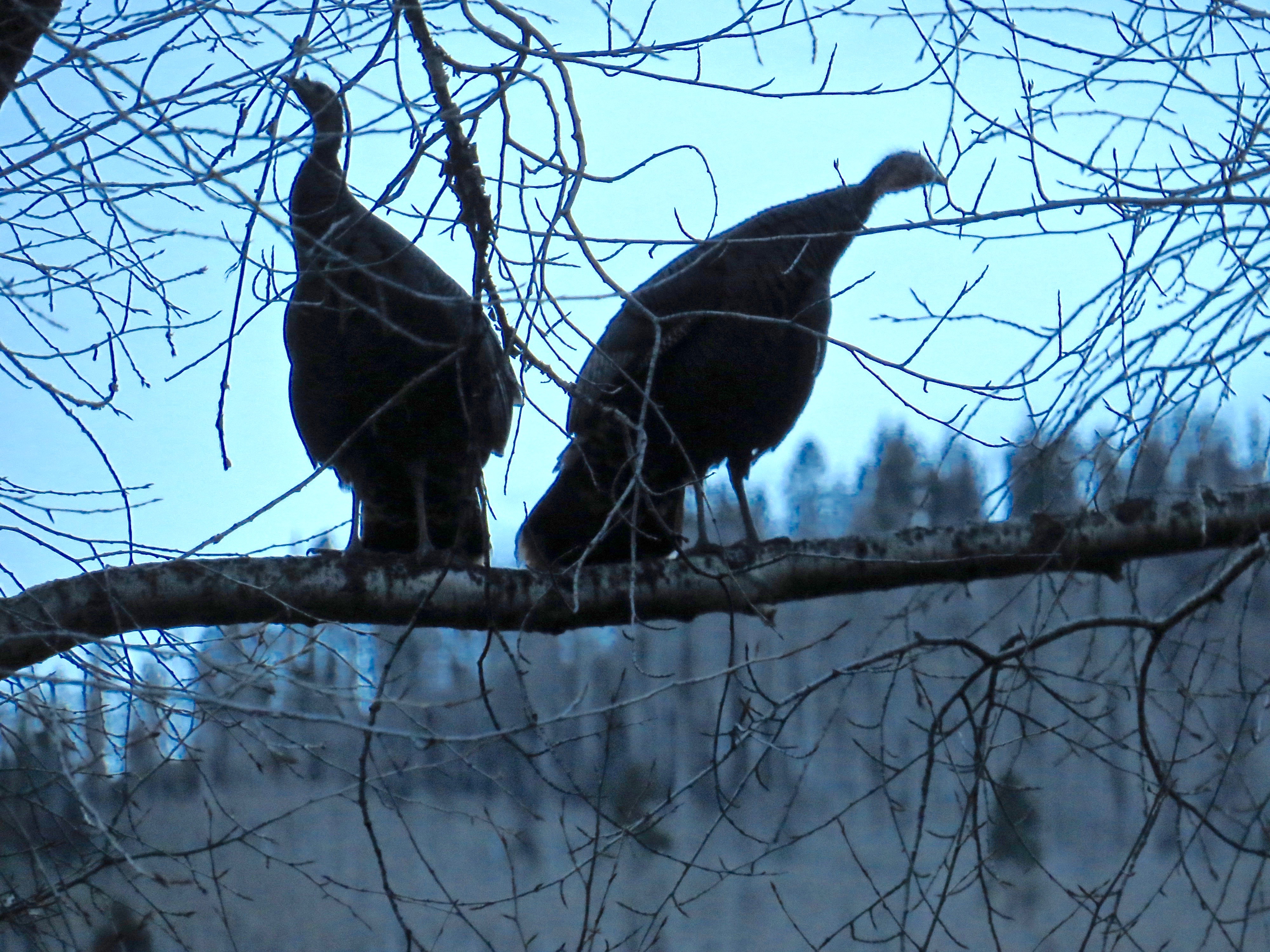 A pair of Merriam wild turkeys are roosting in the cottonwoods at The Gant at night. Wild turkeys are cunning, wary birds with excellent eyesight.